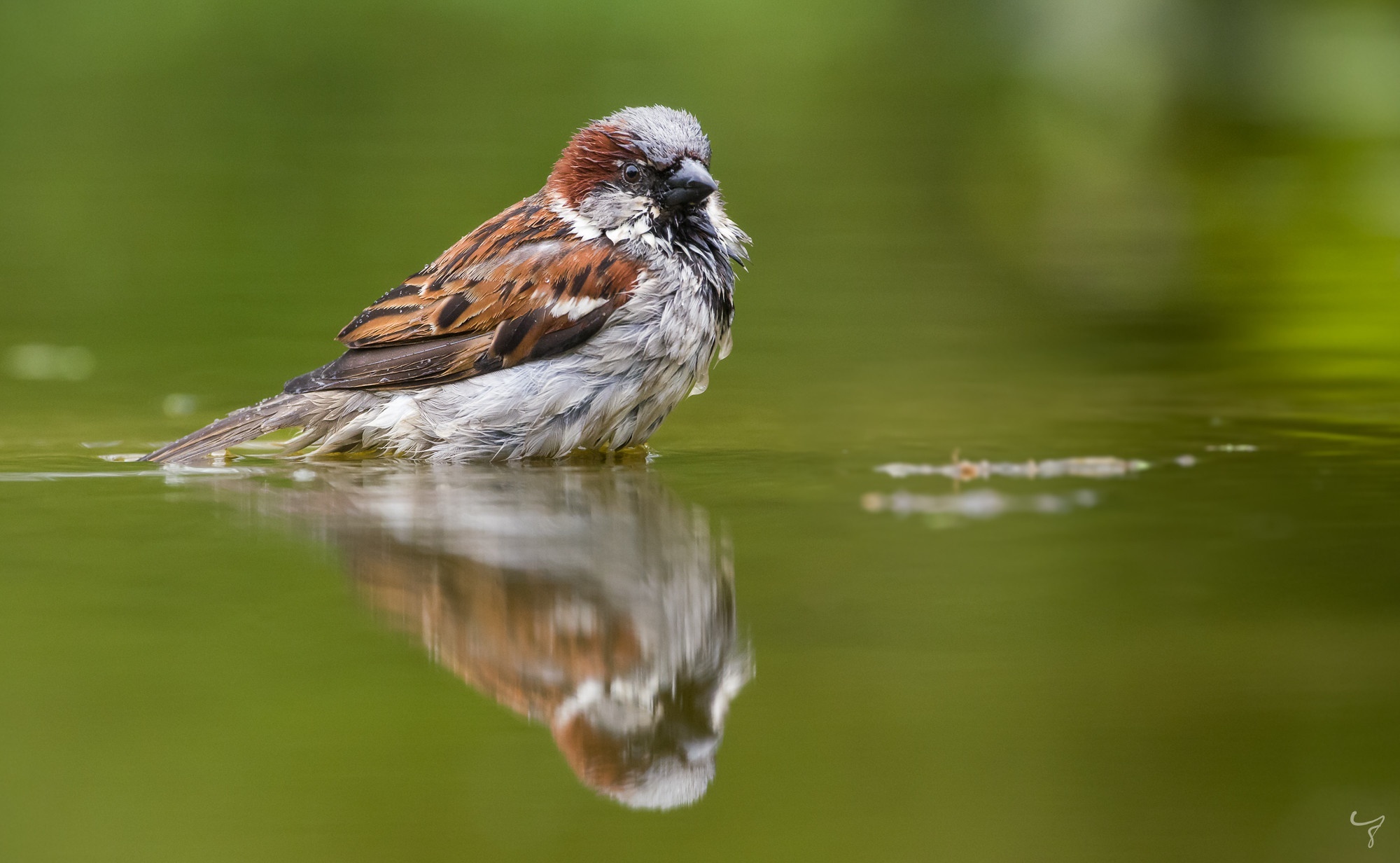 Sparrow bathing in shallow water HD Wallpaper