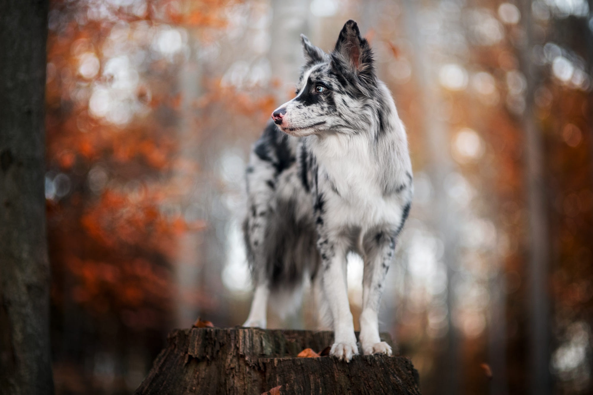 Merle Border Collie dog on a tree stump in autumn forest HD Wallpaper