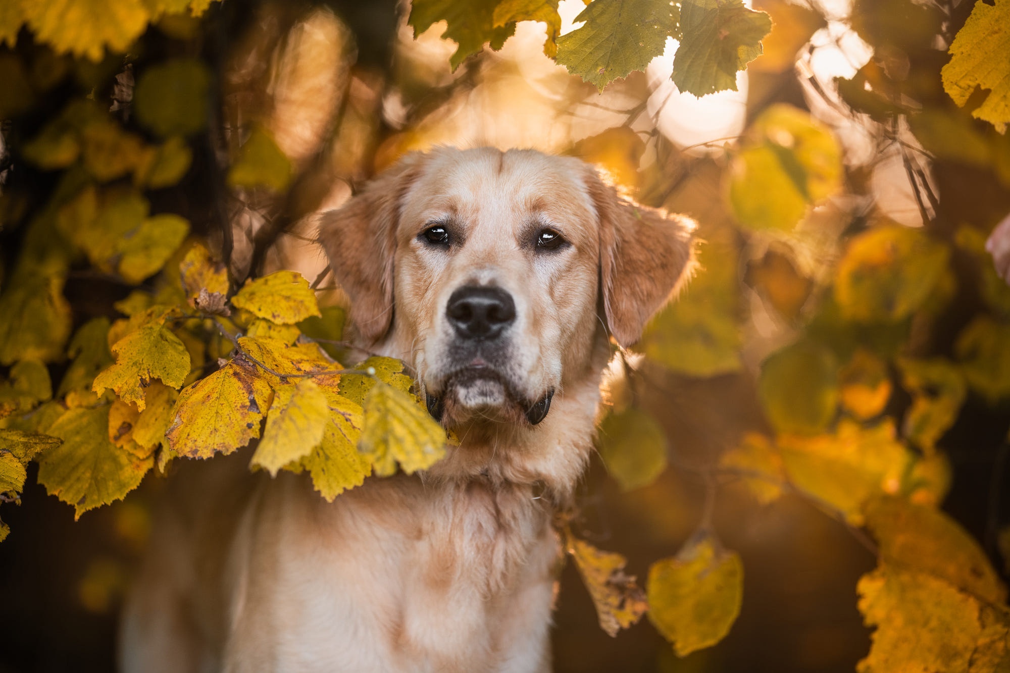 Golden Retriever dog among autumn leaves HD Wallpaper
