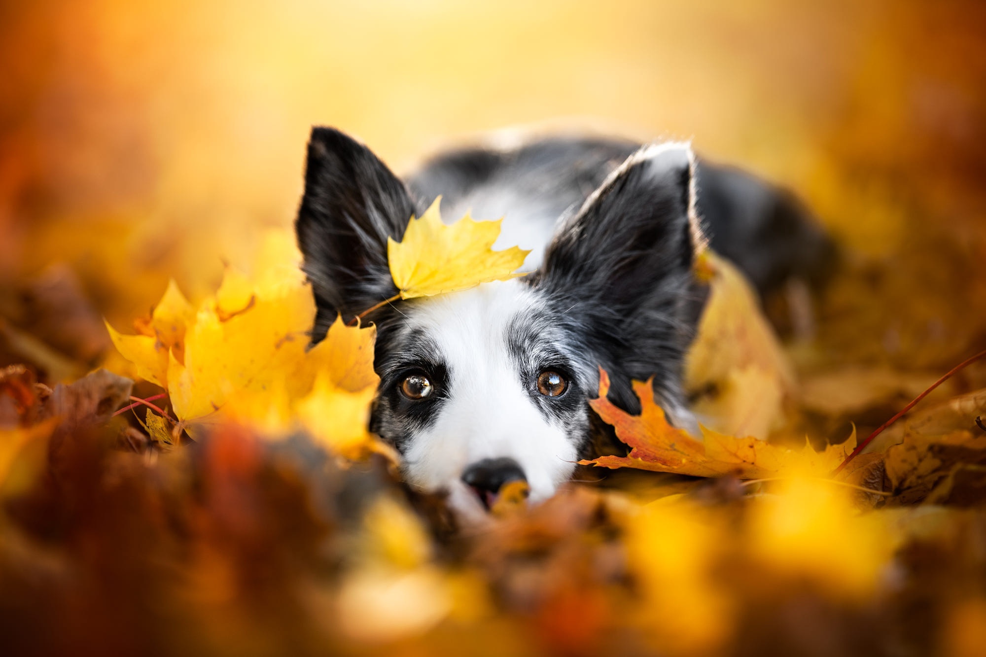 Border Collie dog lying in autumn leaves HD Wallpaper