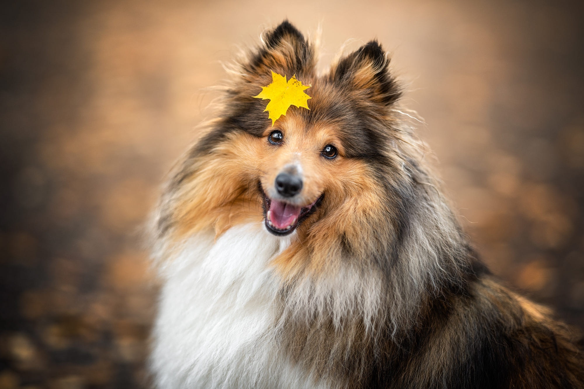 Shetland Sheepdog with a yellow leaf on its head HD Wallpaper