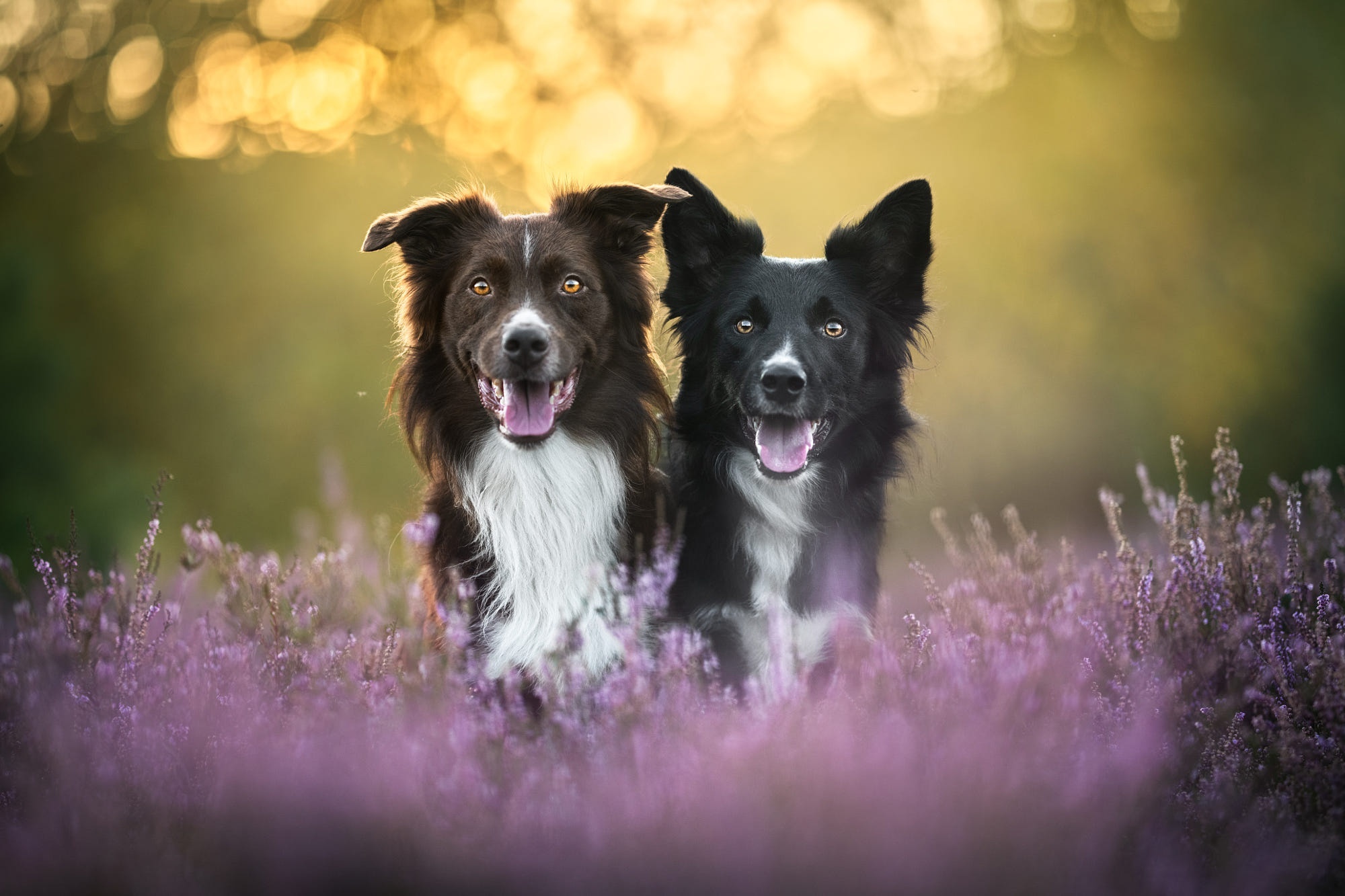 Two Border Collies in a field of flowers HD Wallpaper
