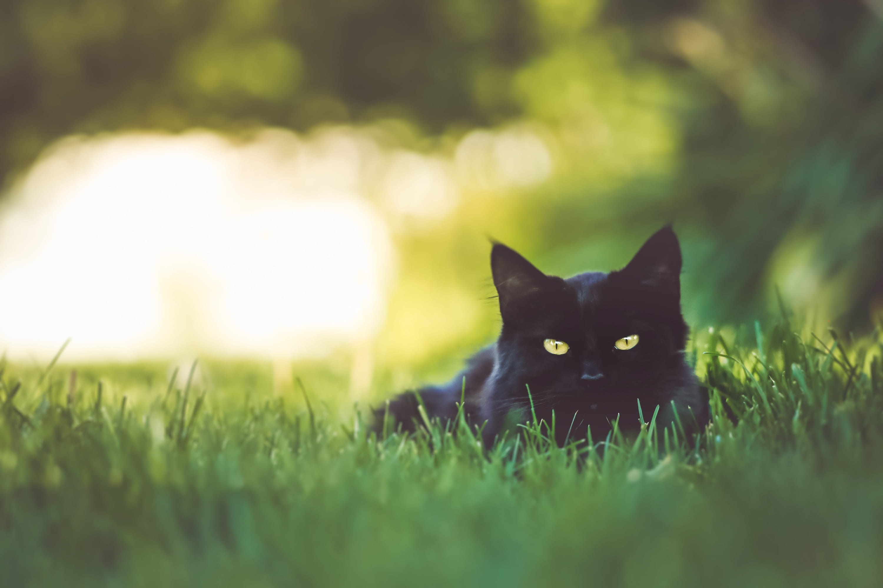 Black cat with yellow eyes lying in grass HD Wallpaper