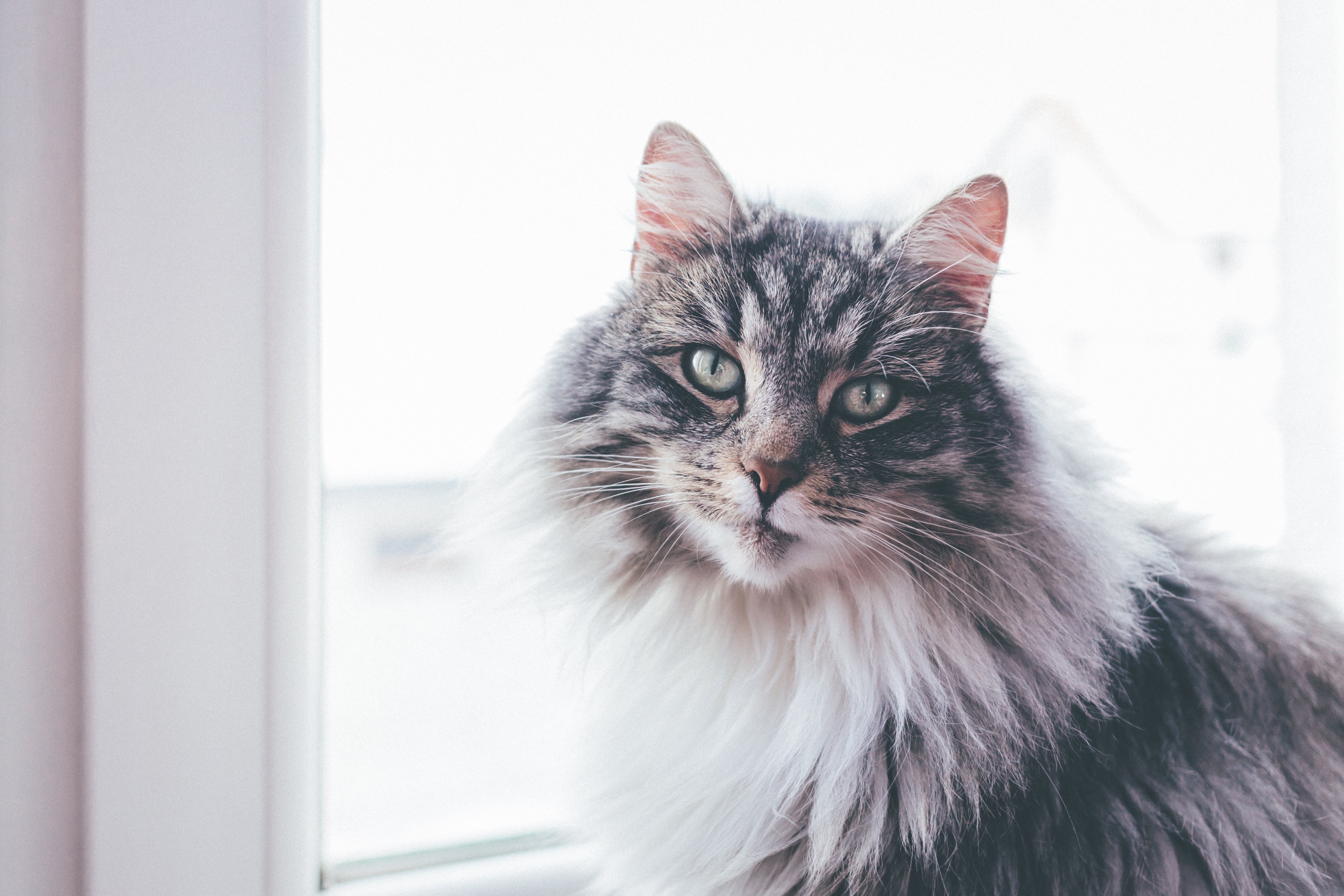 Cat HD Wallpaper