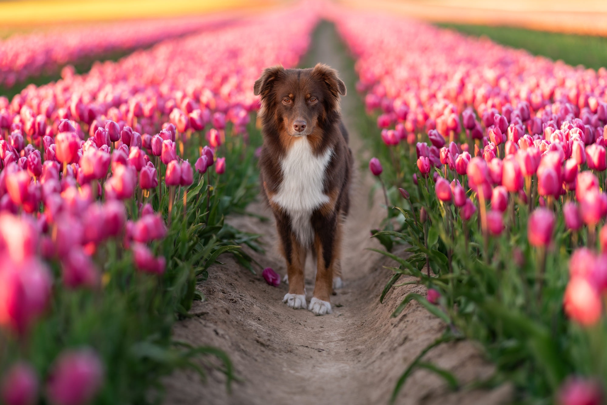 Brown Australian Shepherd in a Tulip Field HD Wallpaper