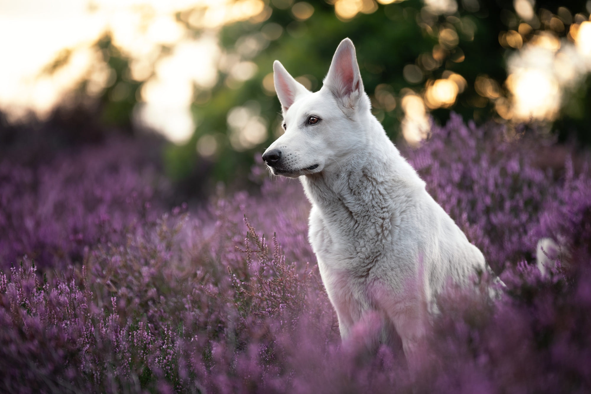 White Swiss Shepherd Dog in Heather Field HD Wallpaper
