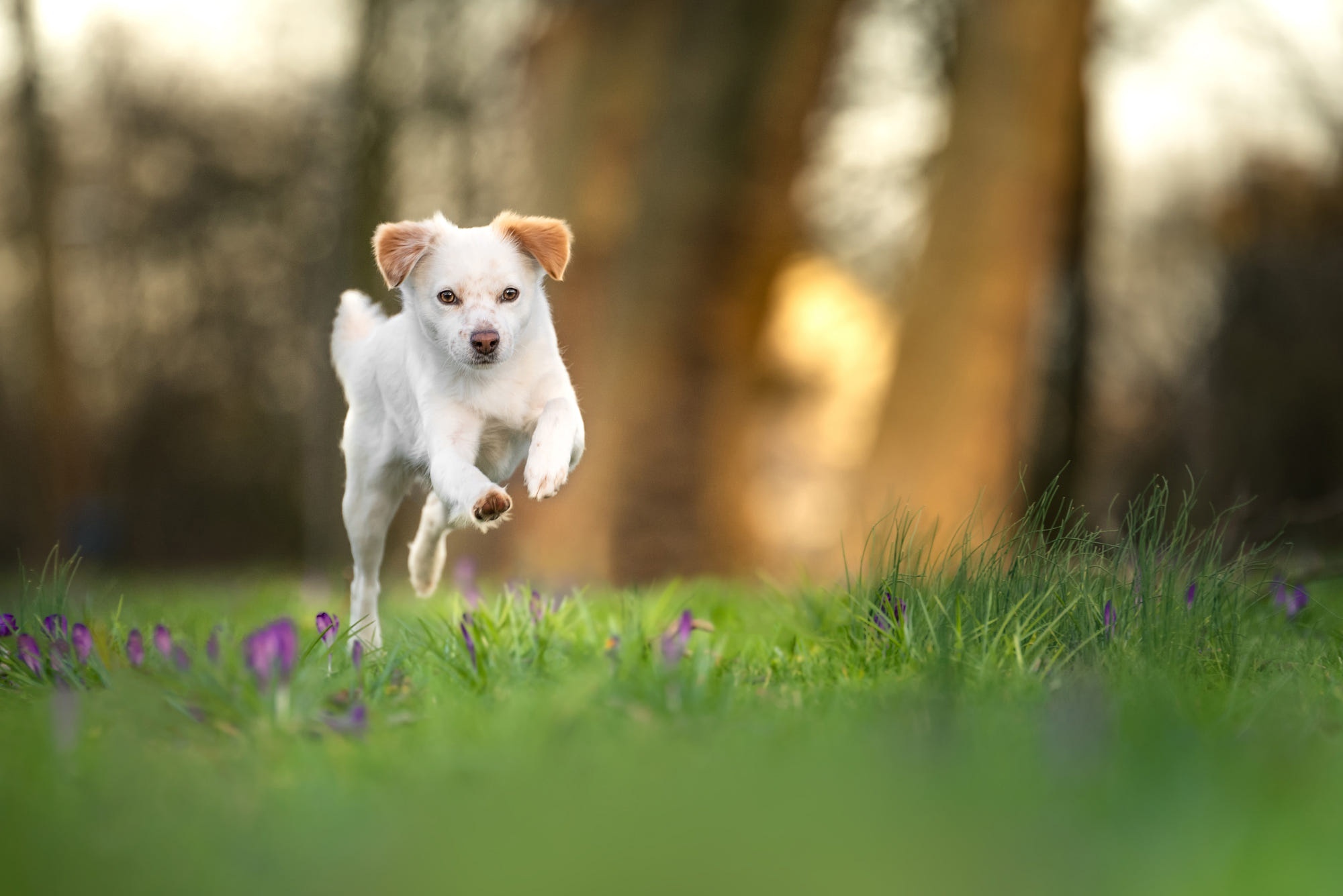 White puppy running through a field of flowers HD Wallpaper