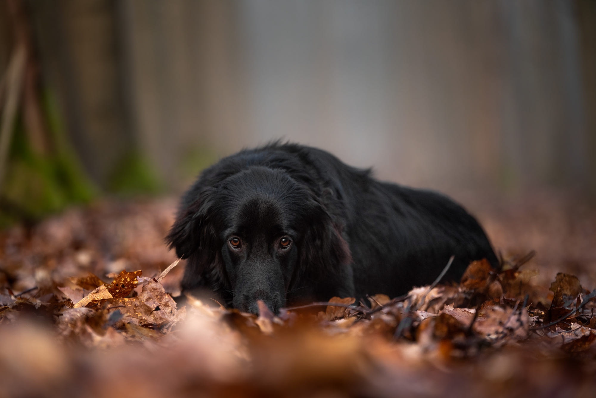 Black Hovawart dog lying in autumn leaves HD Wallpaper