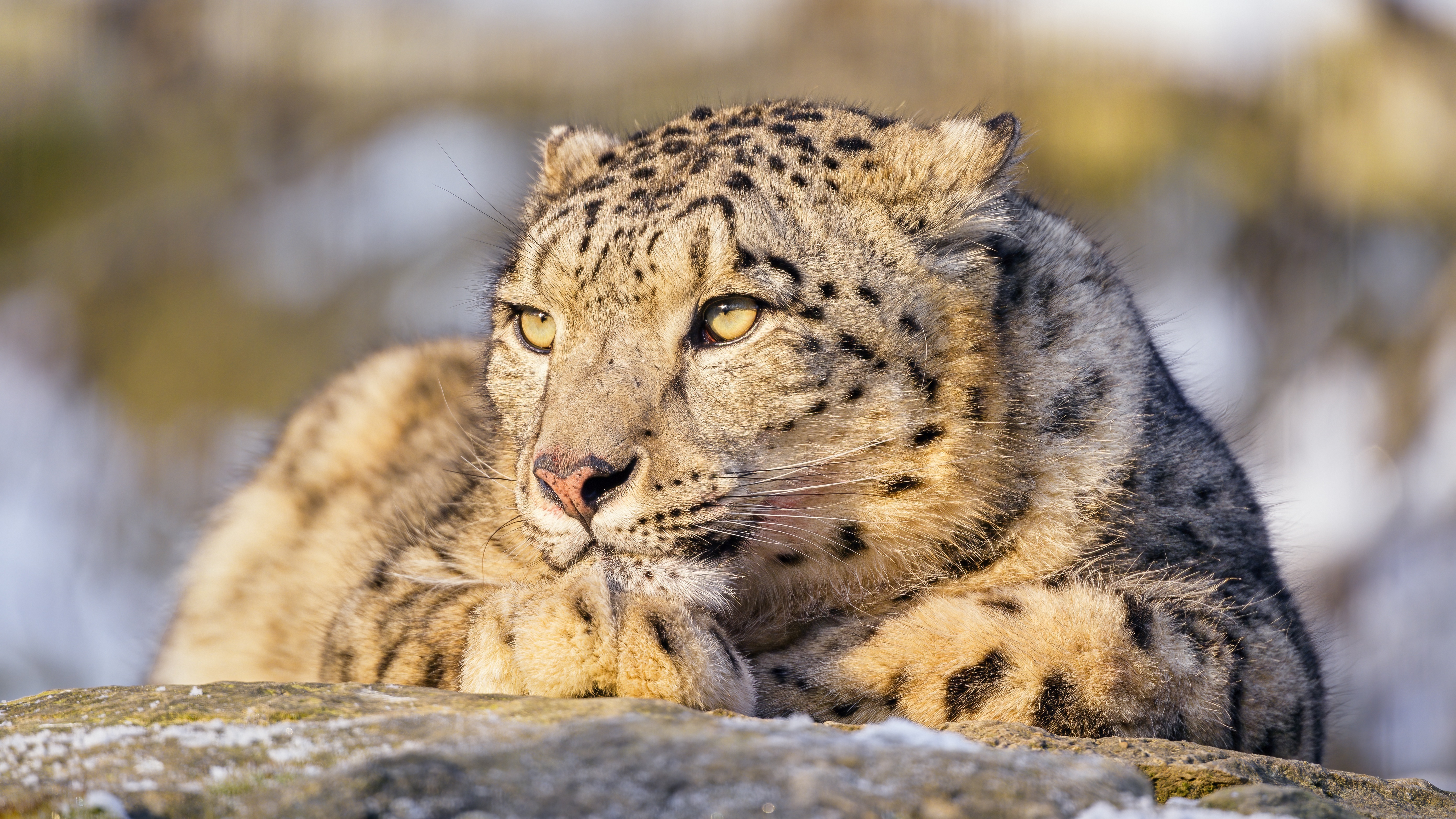 Snow Leopard HD Wallpaper
