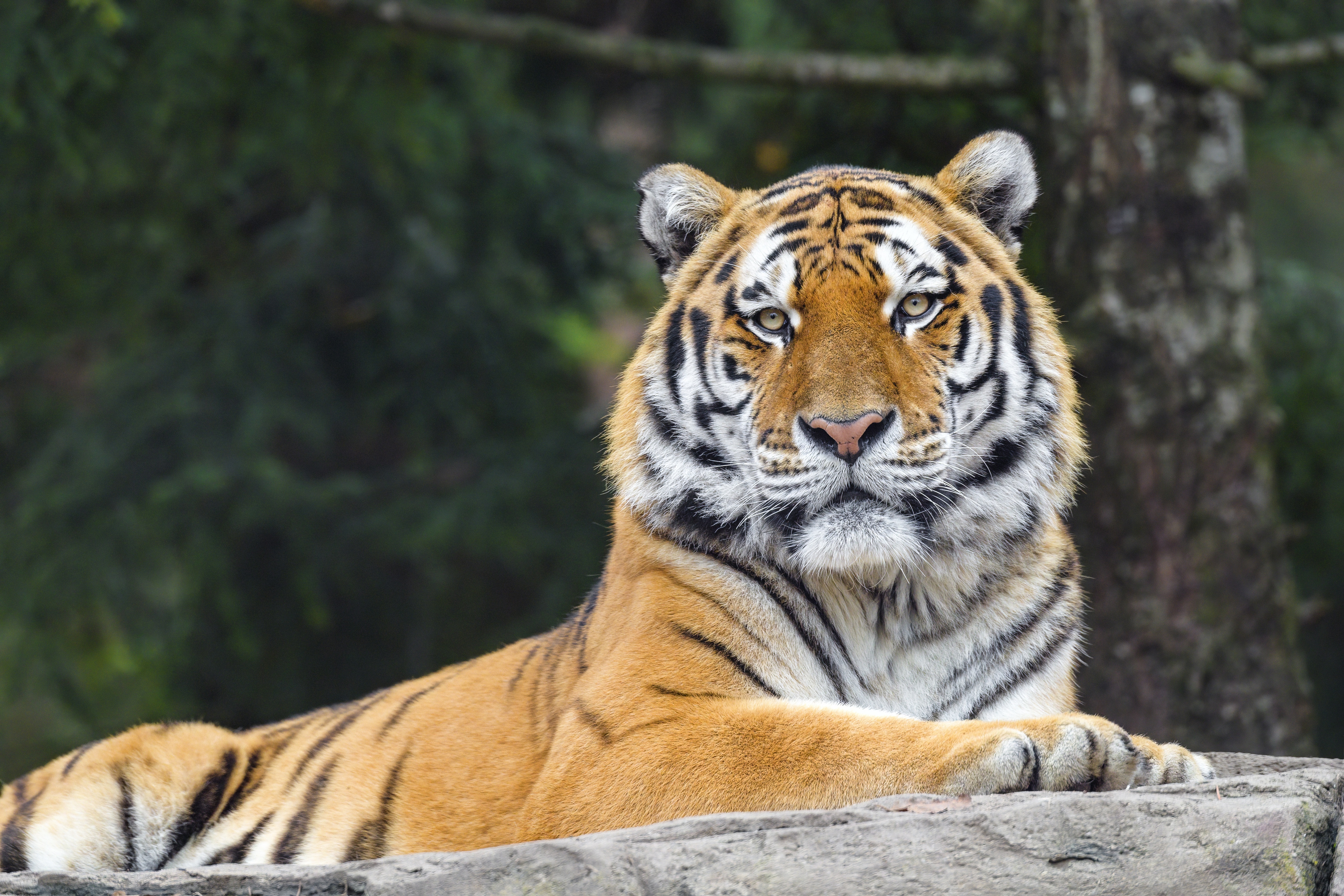 Tiger lying on a rock HD Wallpaper