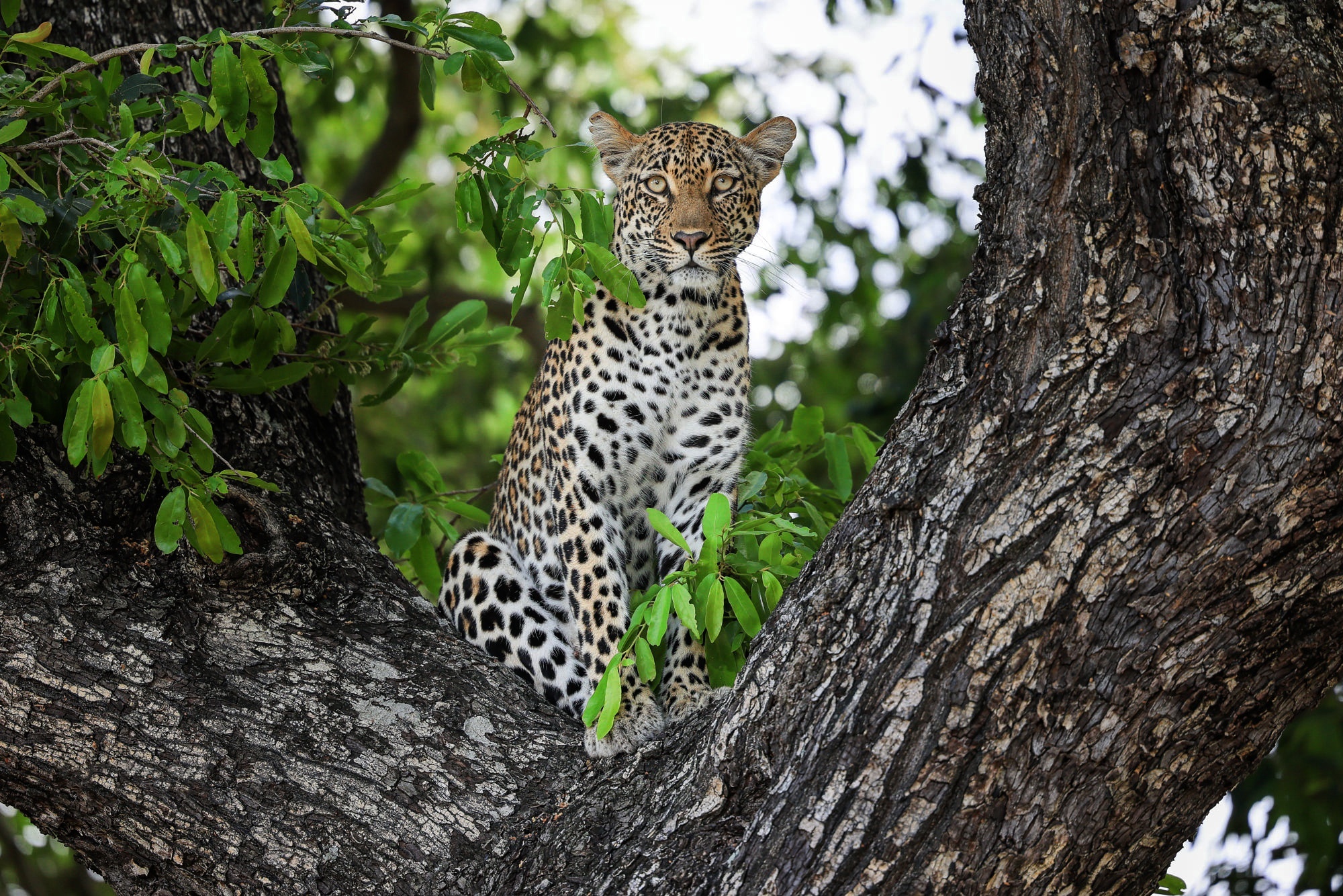 Leopard sitting on a tree branch HD Wallpaper