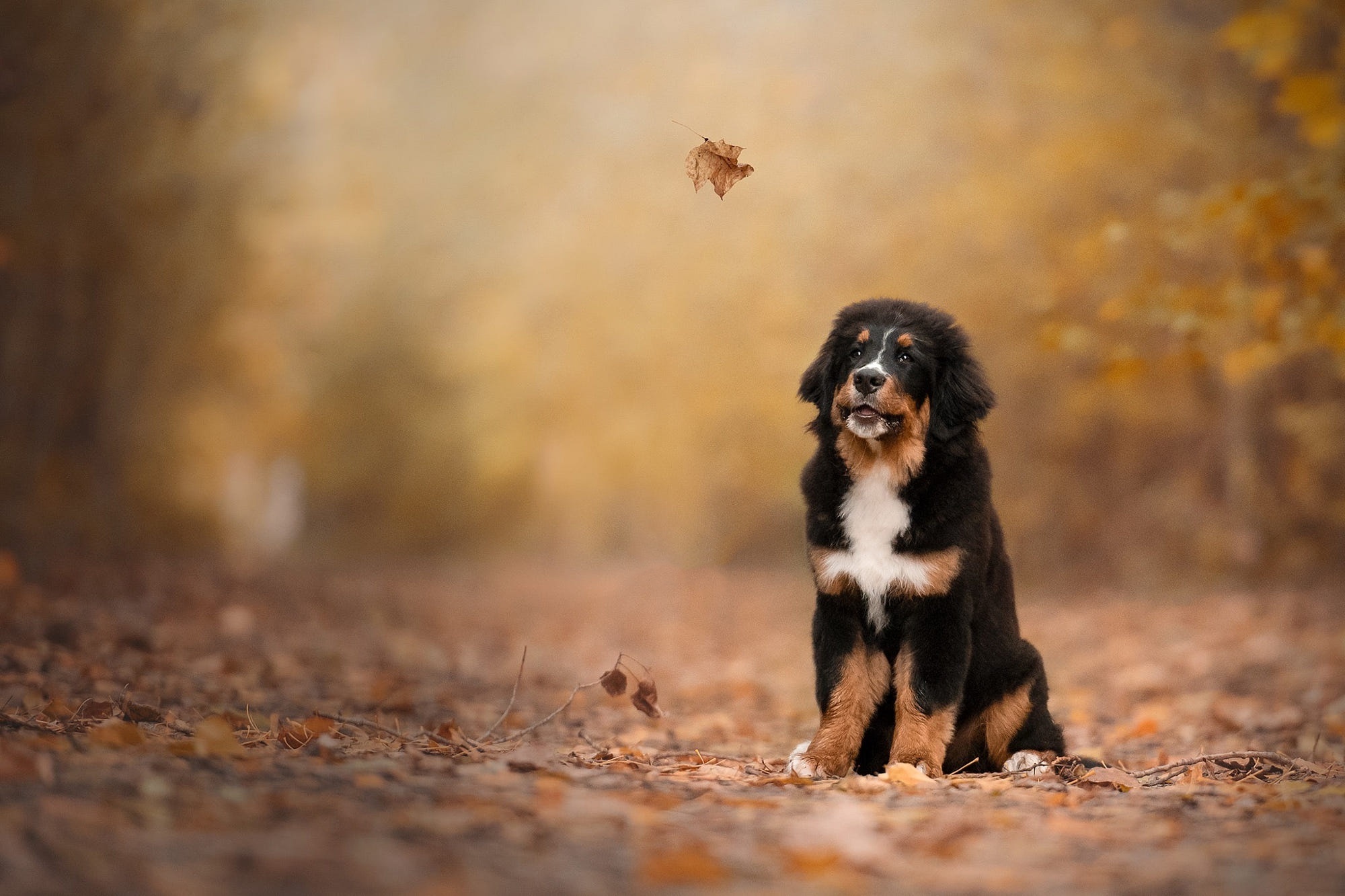 Bernese Mountain Dog puppy sitting in autumn leaves HD Wallpaper