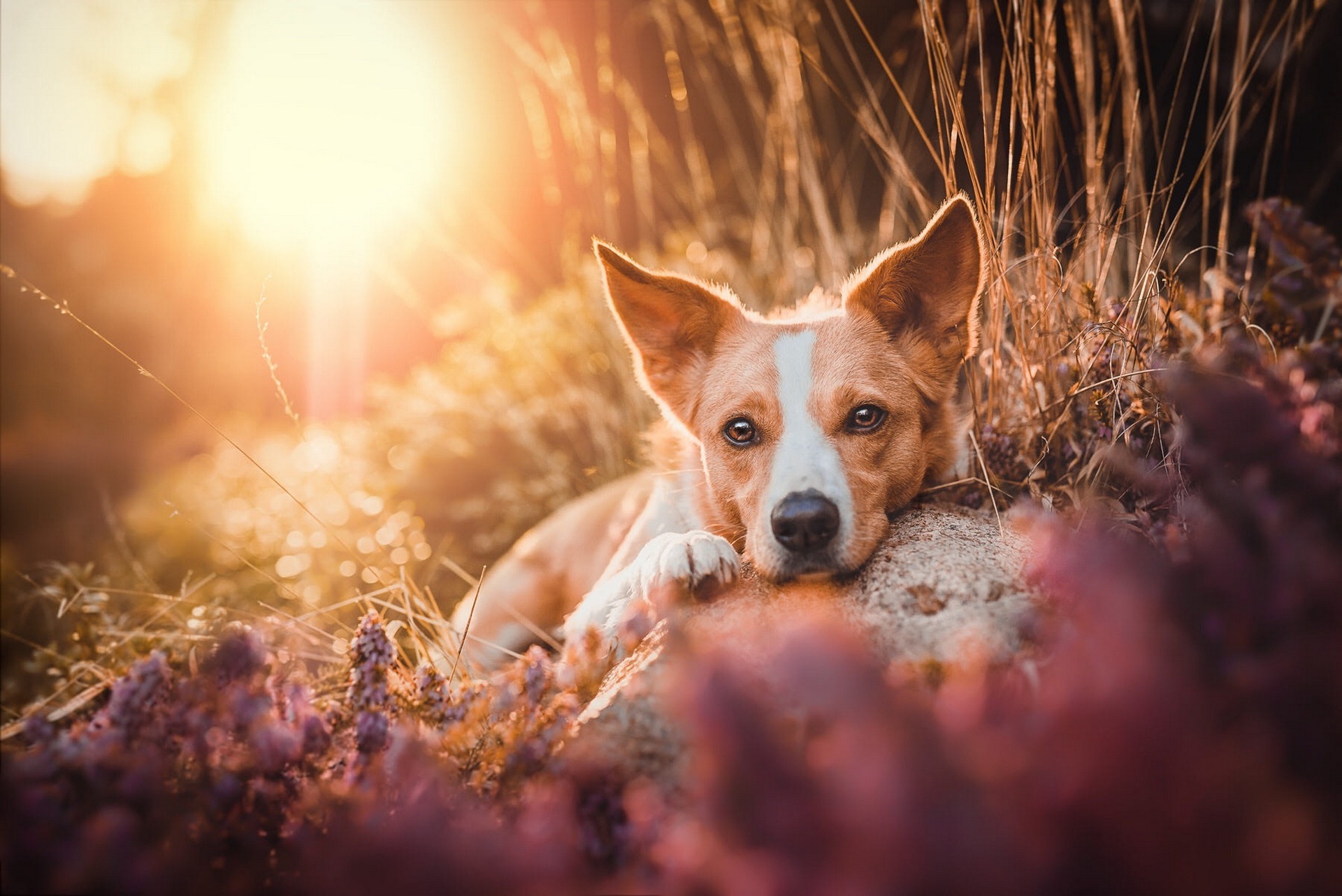 Dog lying down in a field at sunset HD Wallpaper