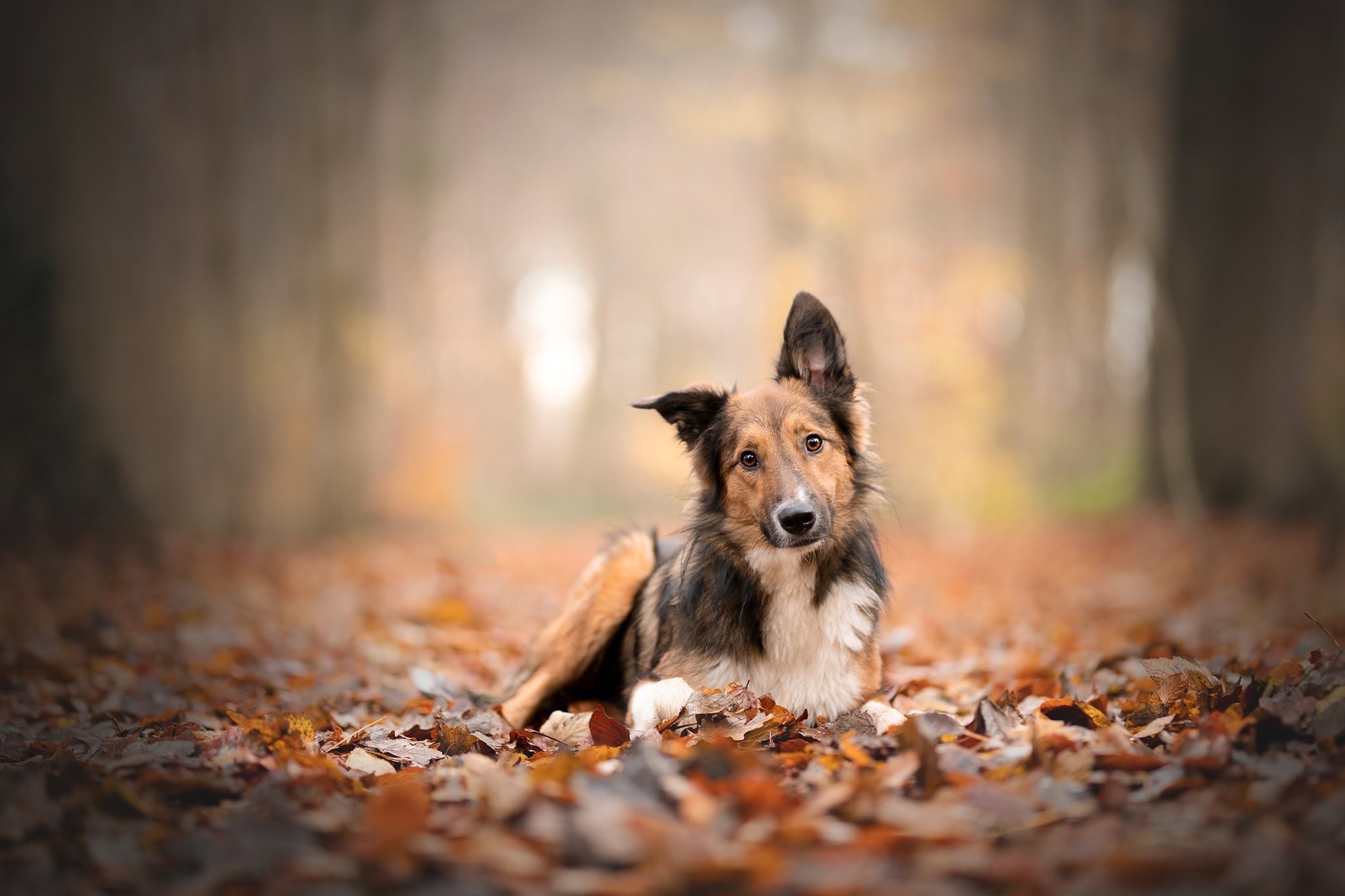 A dog lying on fallen leaves in a forest HD Wallpaper