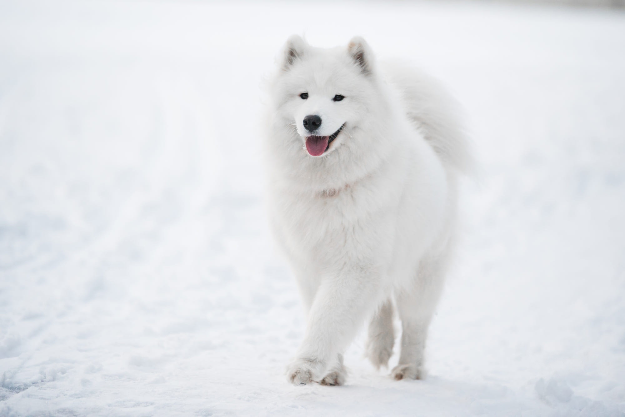 Samoyed dog walking in the snow HD Wallpaper