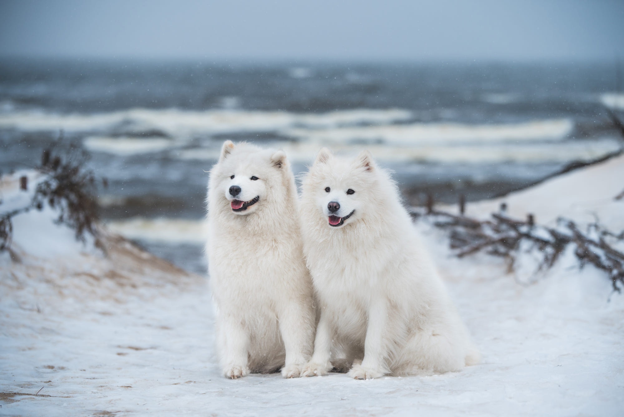 Two Samoyed dogs sitting on a snowy beach HD Wallpaper