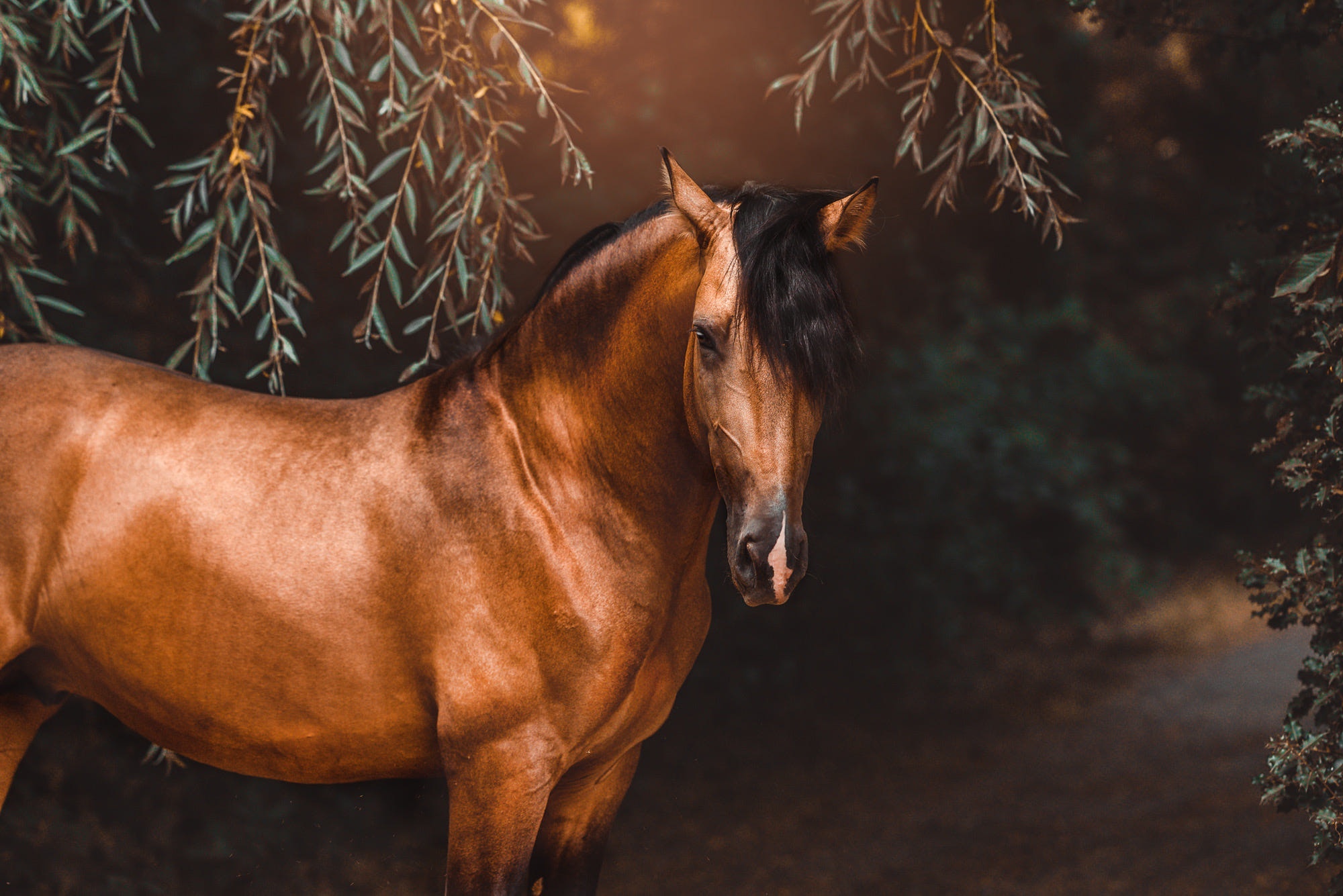 Brown horse with black mane in forest HD Wallpaper