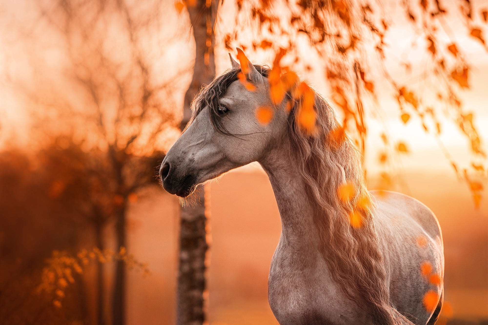 Horse in autumn sunset light HD Wallpaper