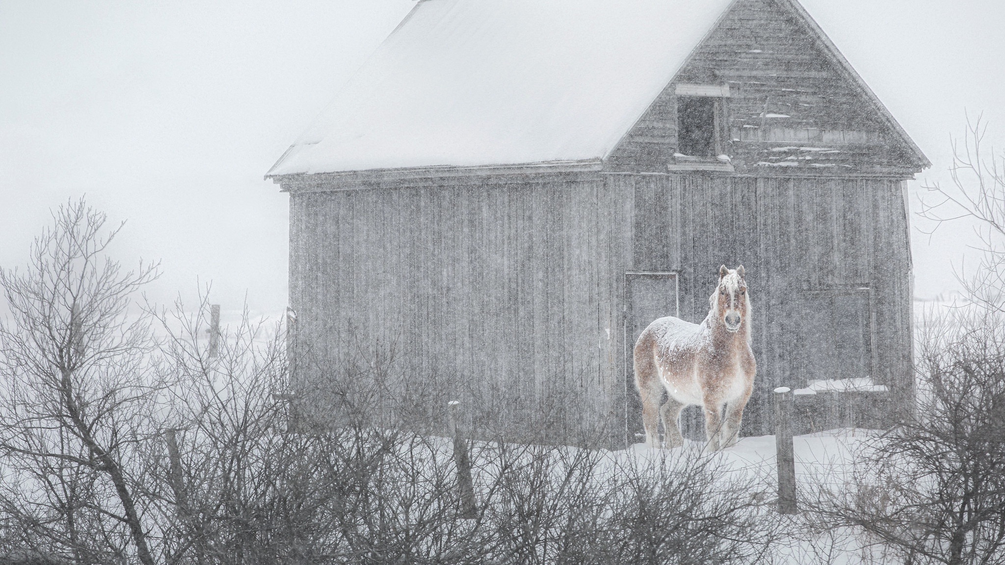 Horse in a snowy barn during snowfall HD Wallpaper