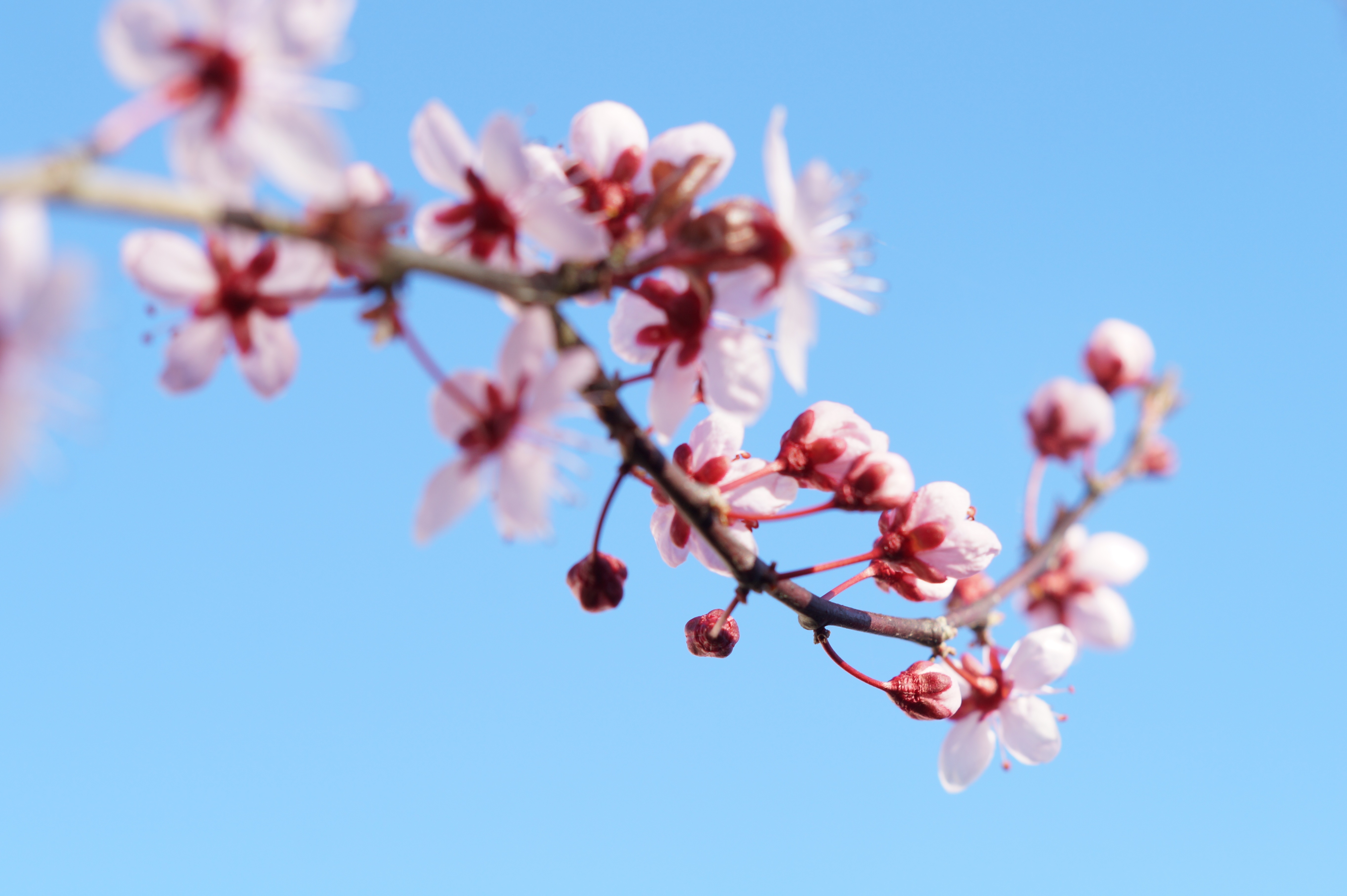 Pink Cherry Blossoms on Branch 4K HD Wallpaper