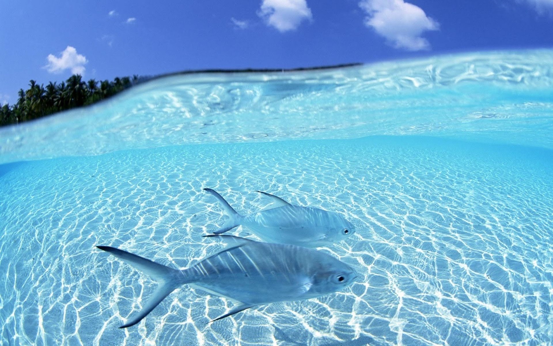 Two fish swimming in clear ocean water HD Wallpaper