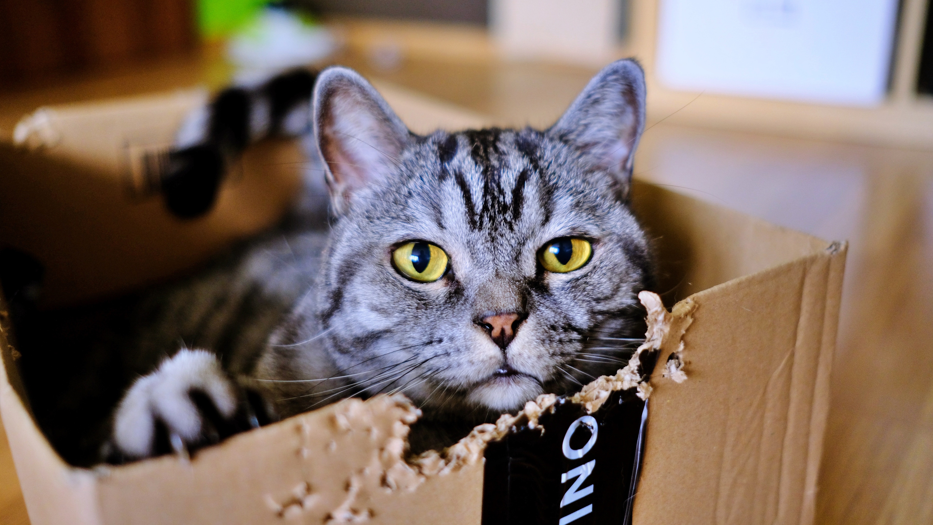 Cat in a Cardboard Box 4K HD Wallpaper
