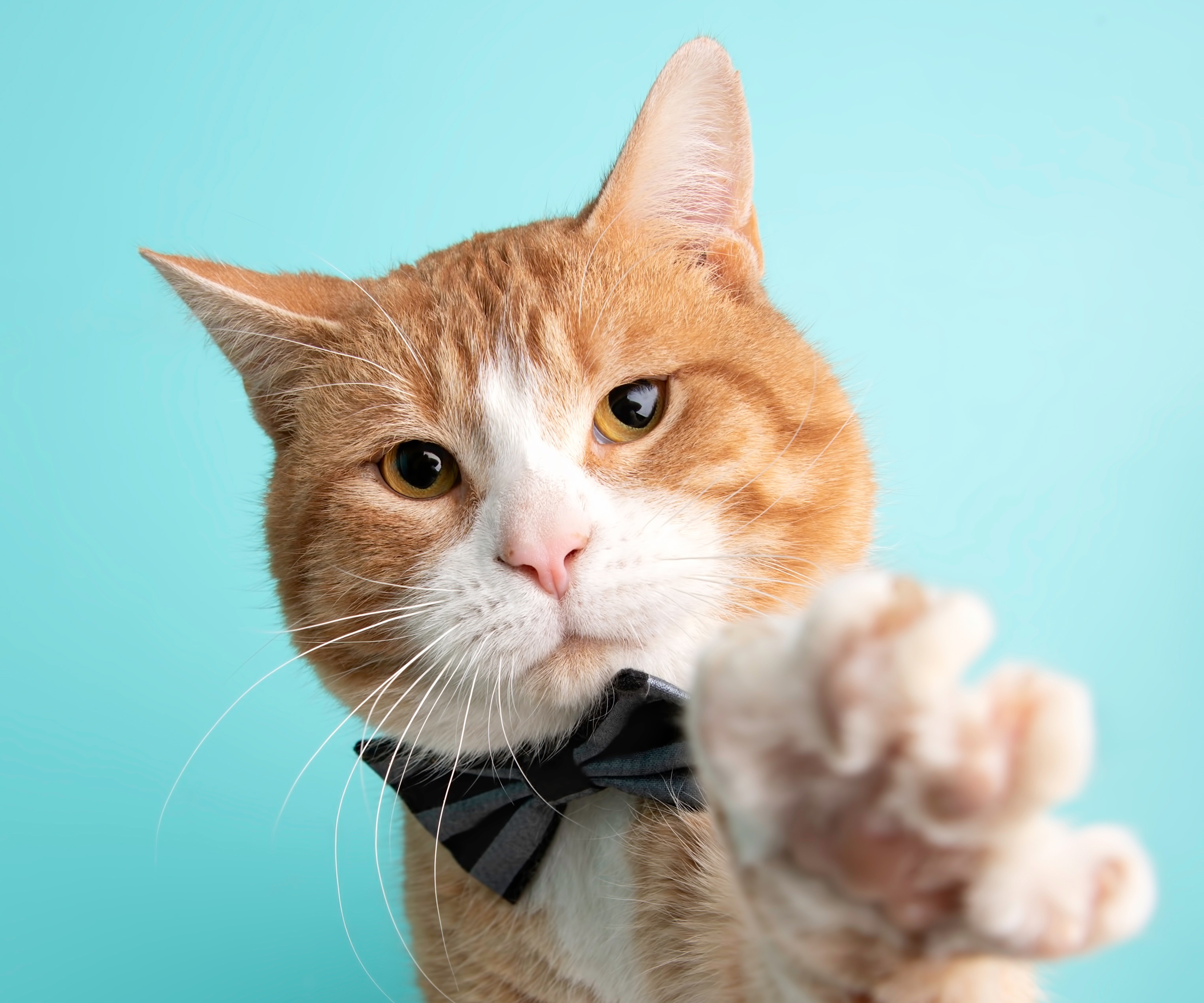Orange tabby cat wearing a bow tie HD Wallpaper