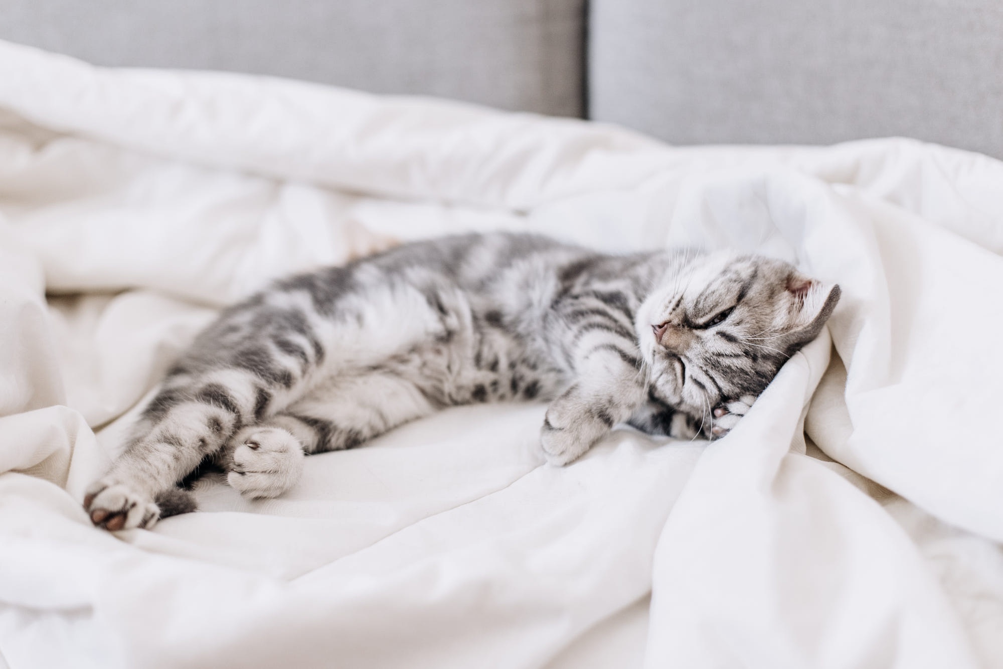 Tabby Cat Sleeping on White Blanket HD Wallpaper