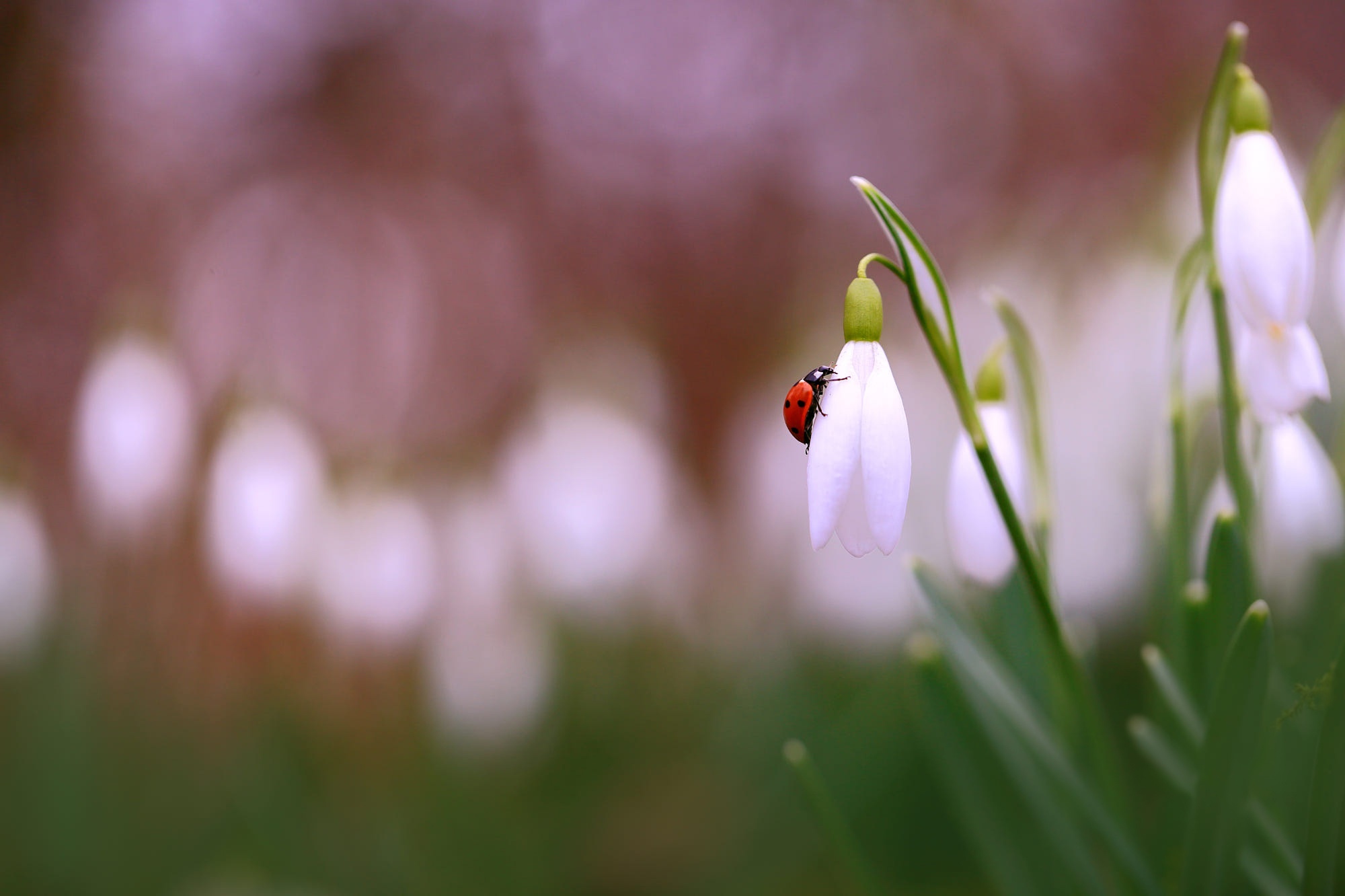 Ladybug on a Snowdrop Flower HD Wallpaper