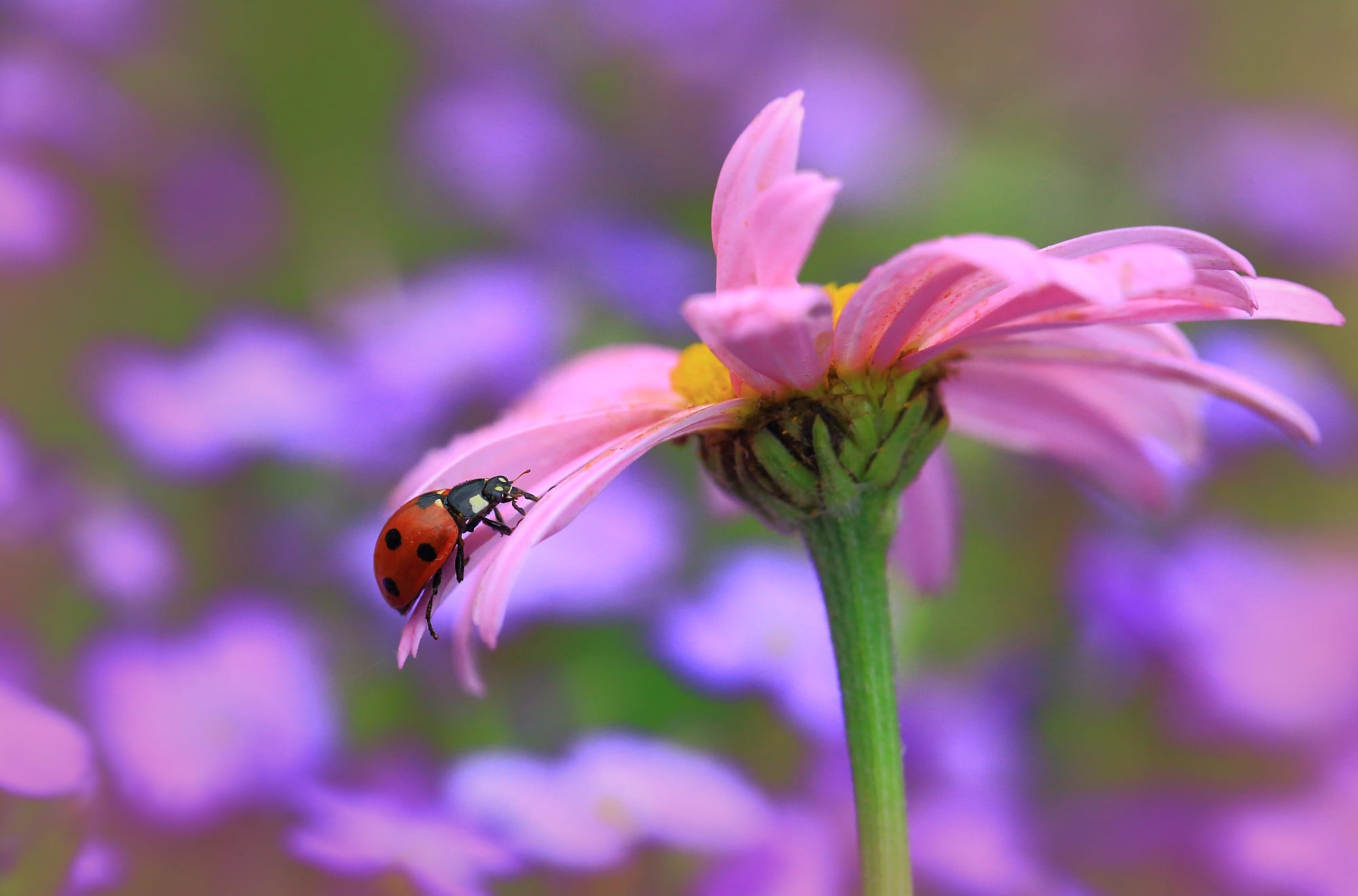 Ladybug on a pink flower macro shot HD Wallpaper