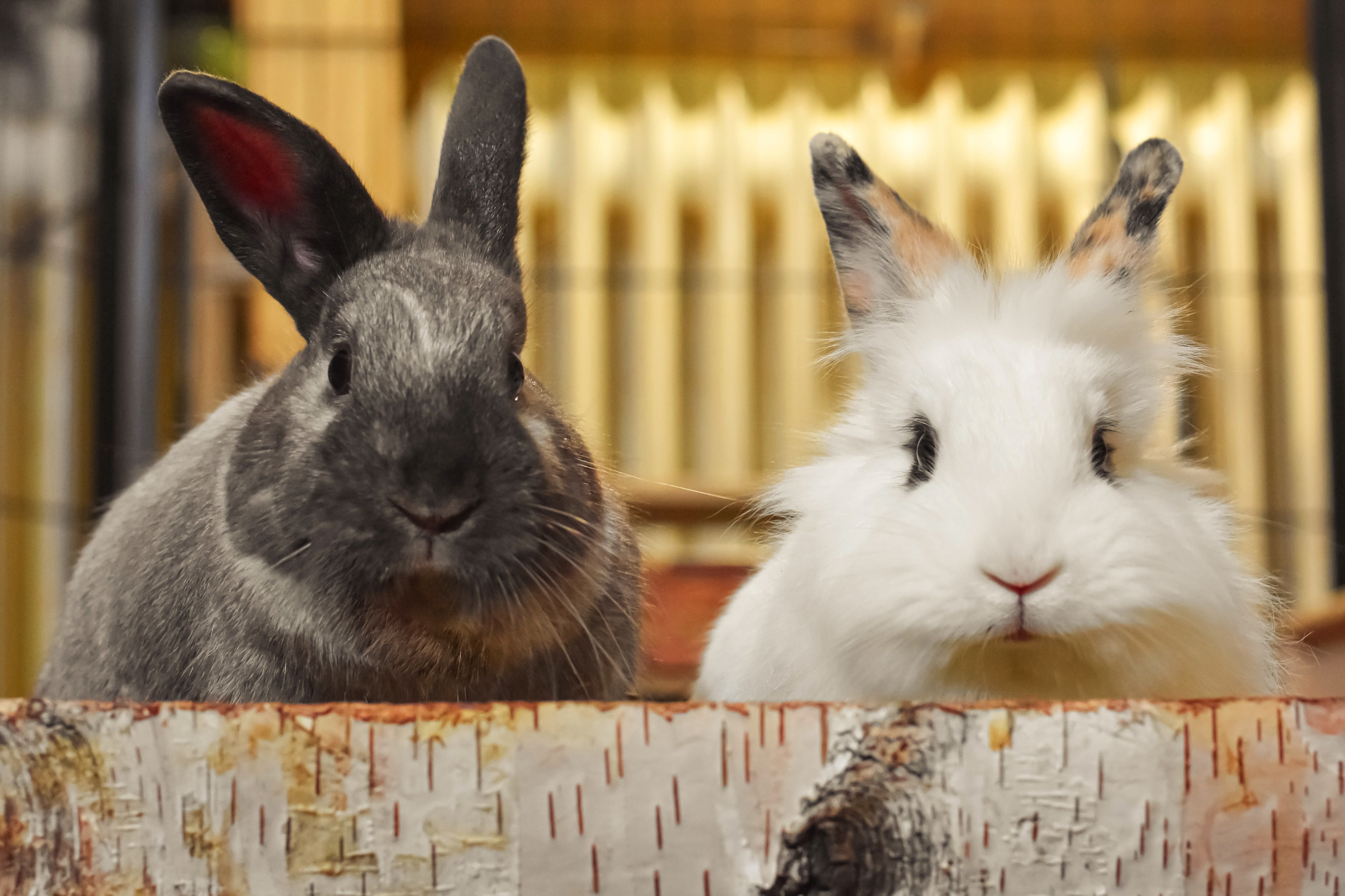 Two rabbits in a wooden enclosure 4K HD Wallpaper