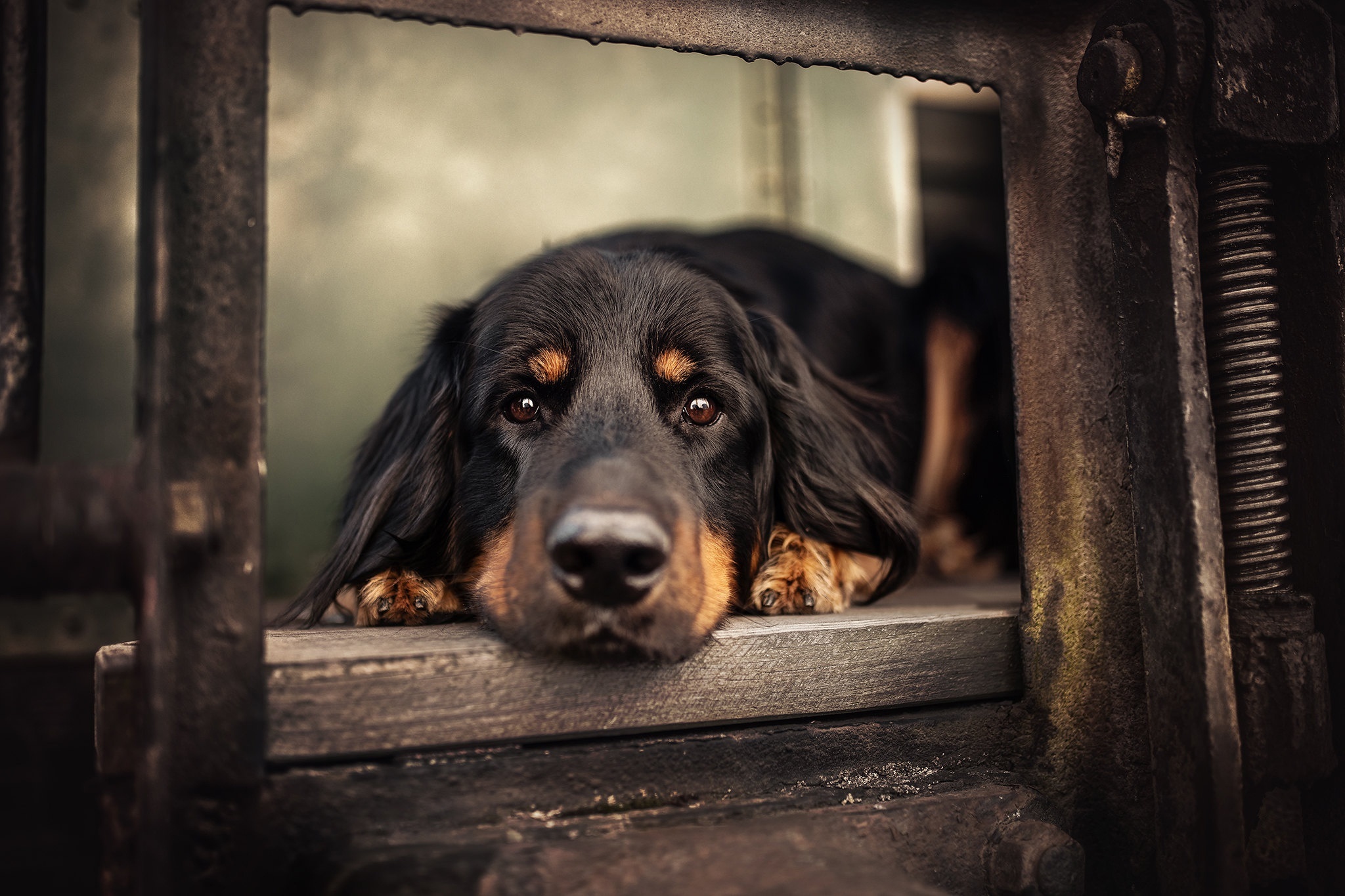 Hovawart dog lying down HD Wallpaper