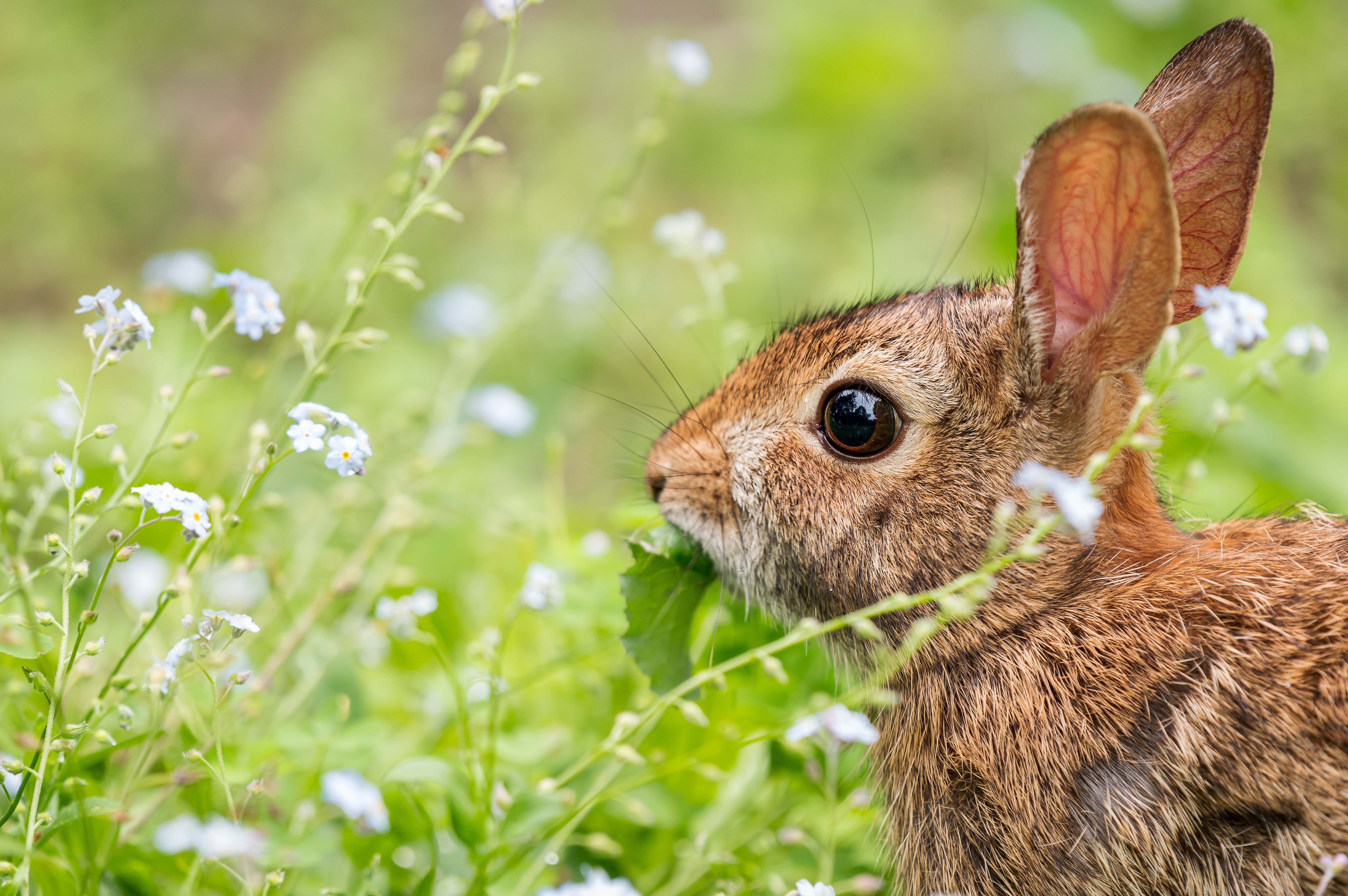 Rabbit in a field of flowers 4K HD Wallpaper