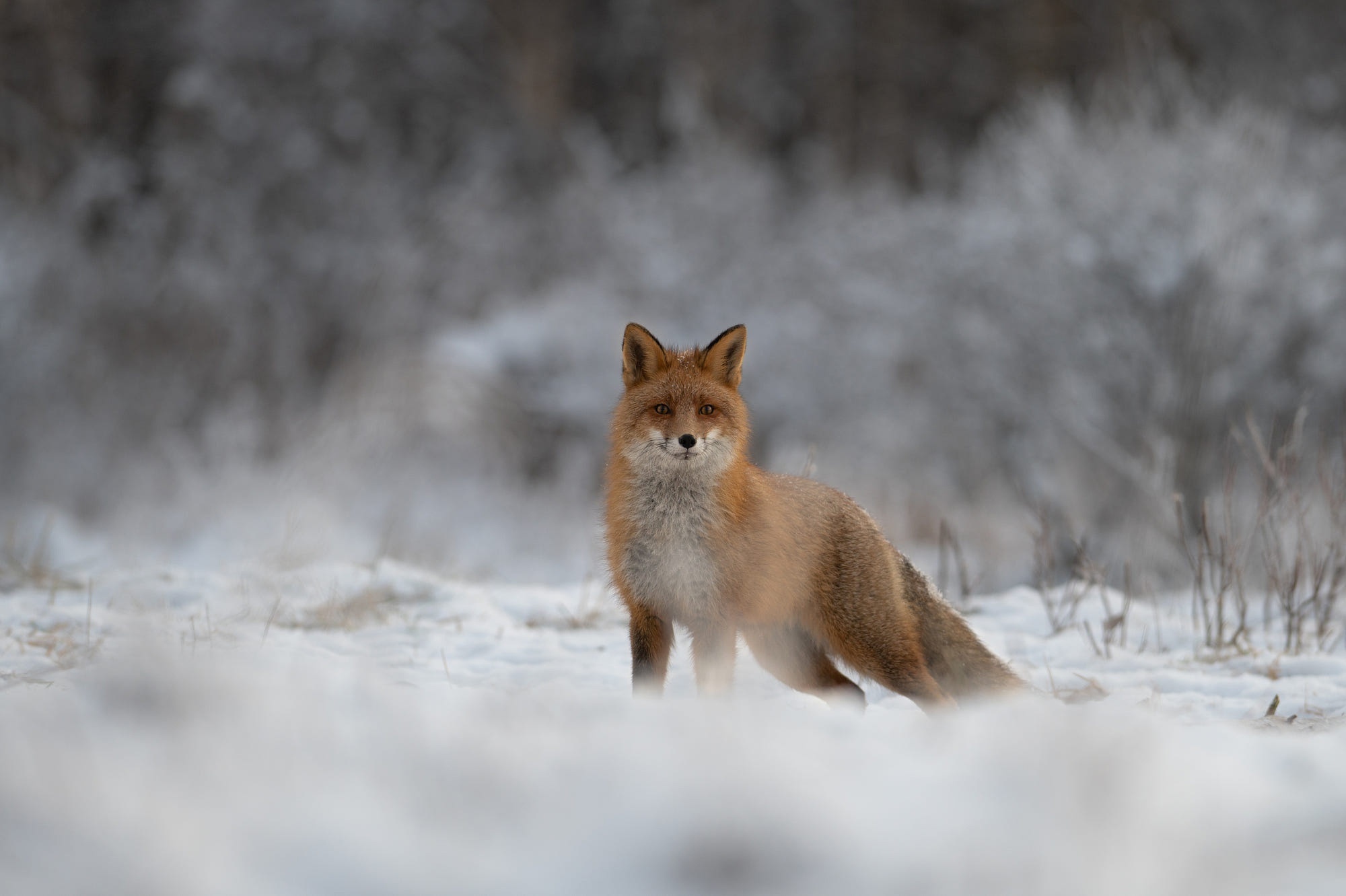 Red Fox in a Snowy Landscape HD Wallpaper