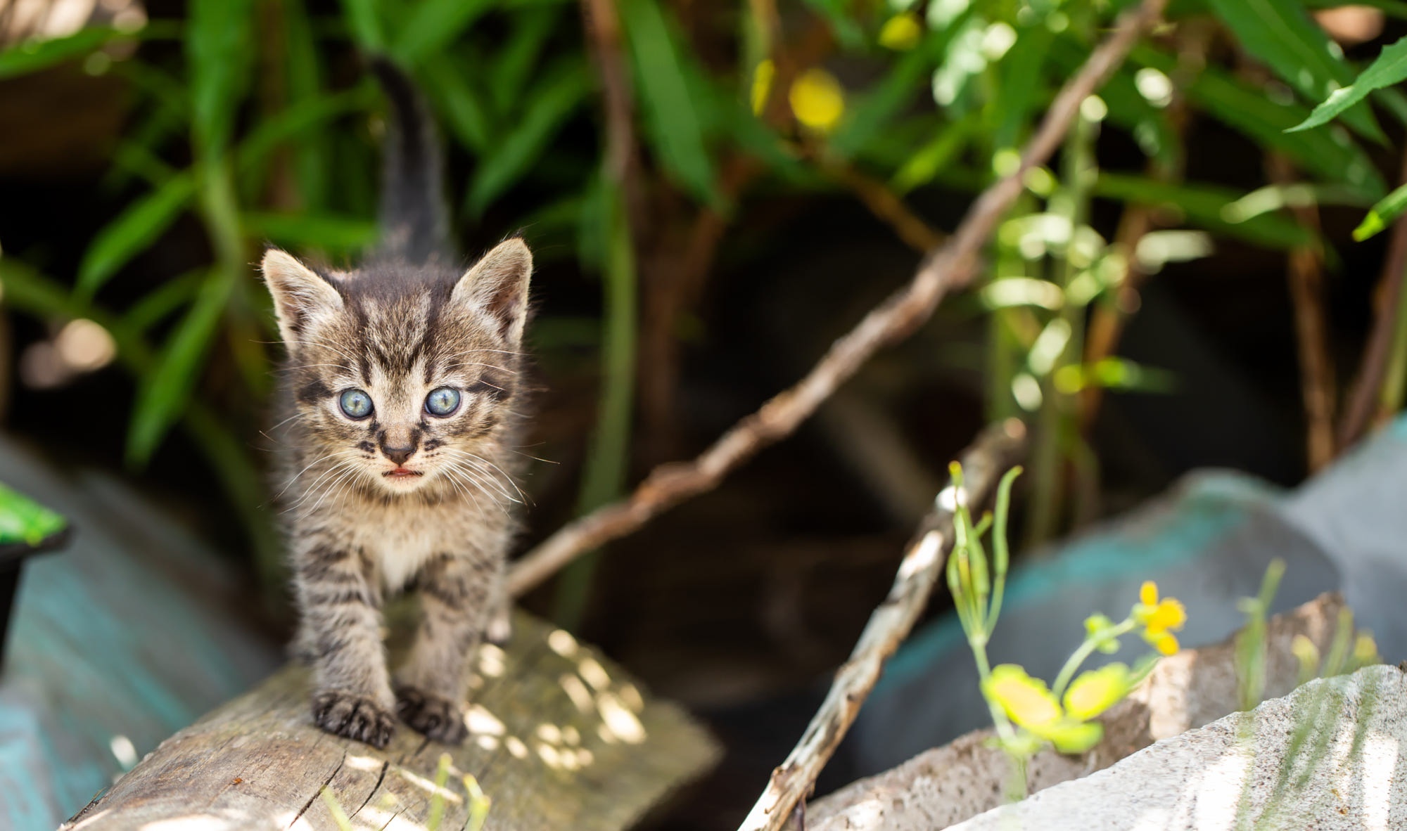 Tabby kitten with blue eyes HD Wallpaper