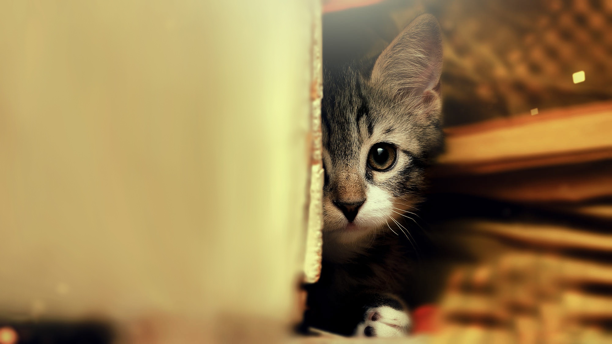 Kitten peeking from behind a wall HD Wallpaper