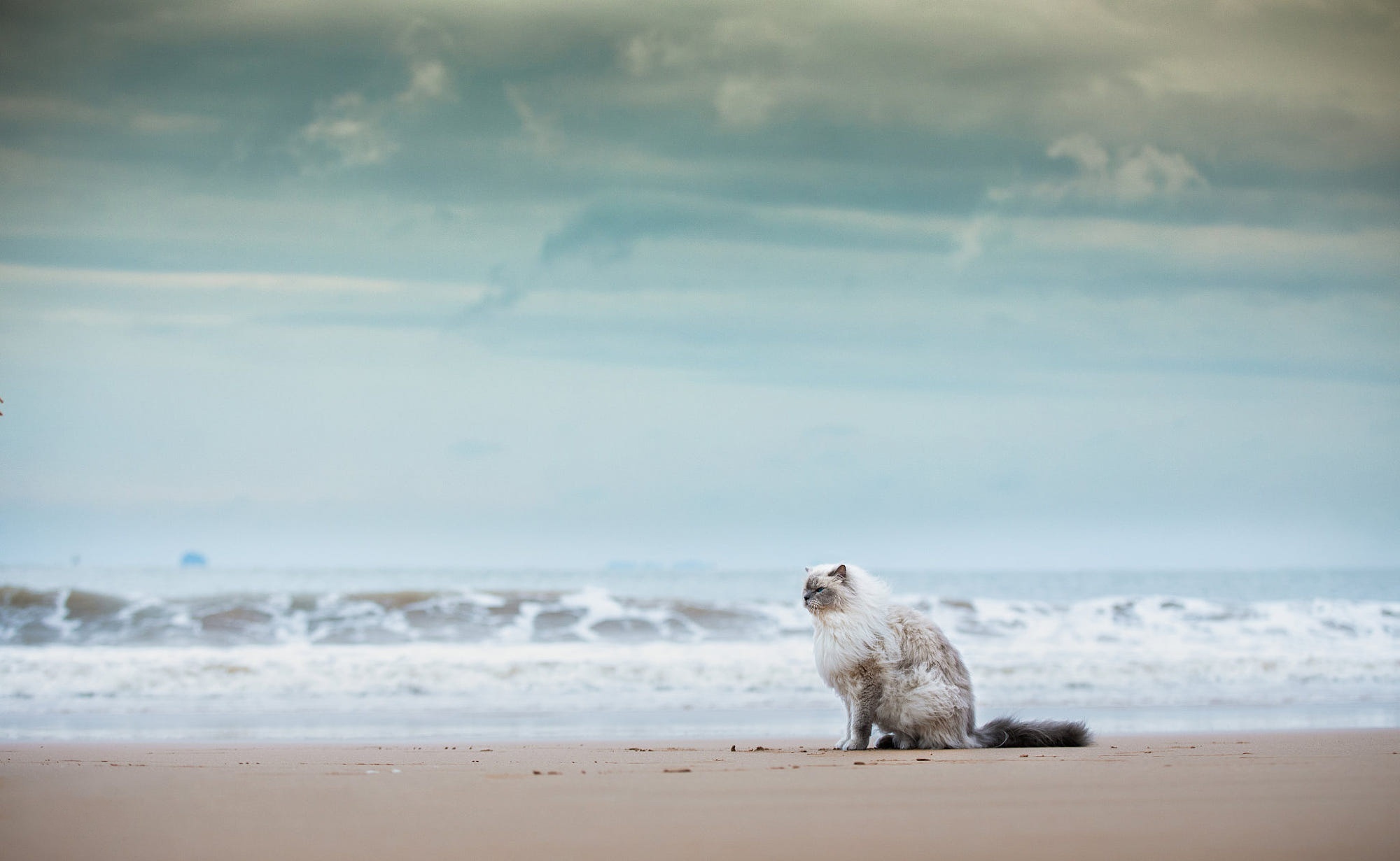 Ragdoll cat sitting on a beach HD Wallpaper
