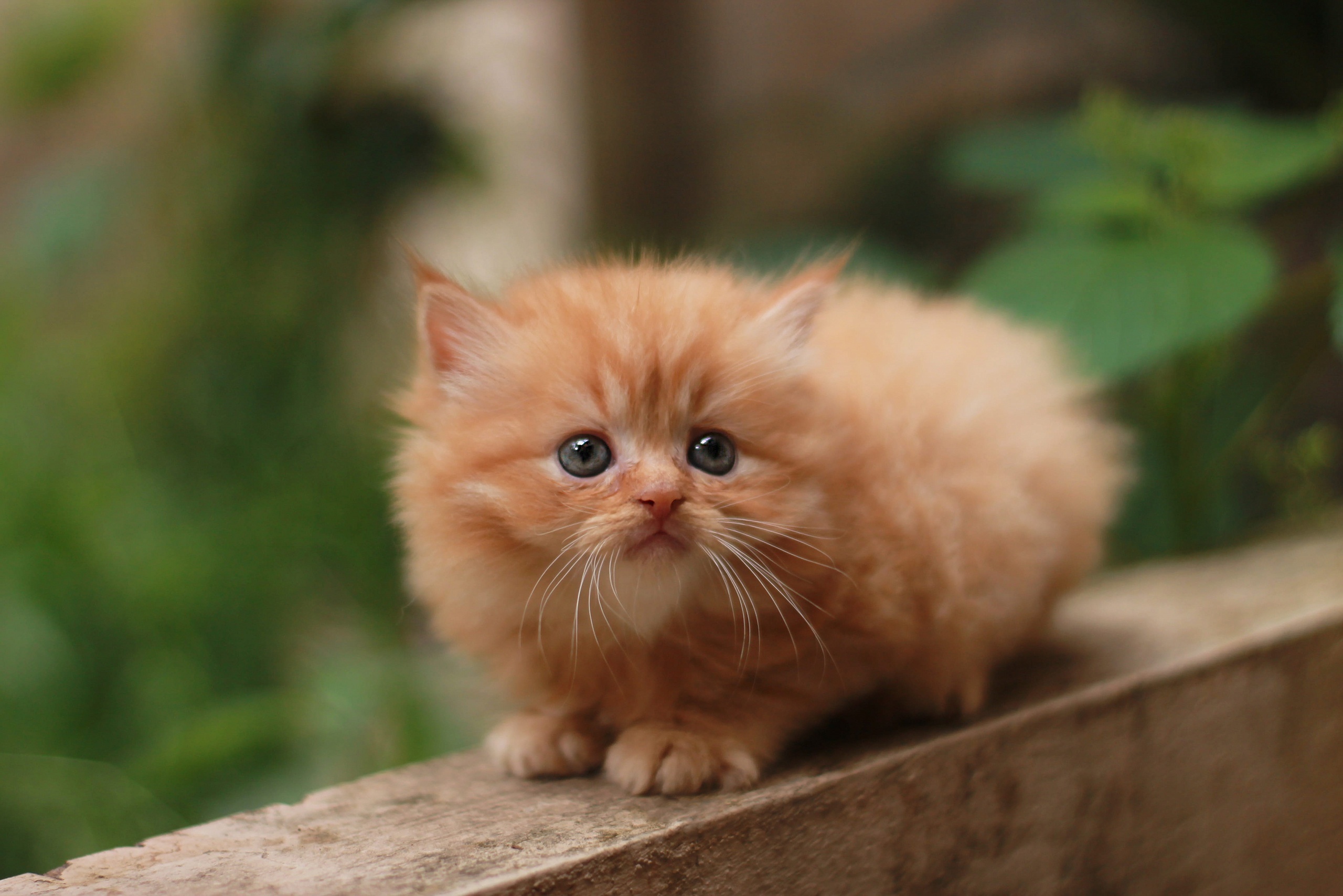 Orange Persian Kitten HD Wallpaper