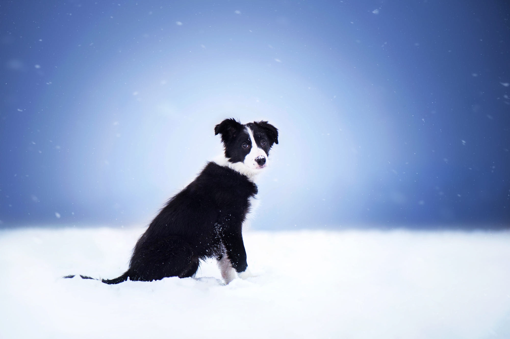 Black and white Border Collie puppy sitting in snow HD Wallpaper