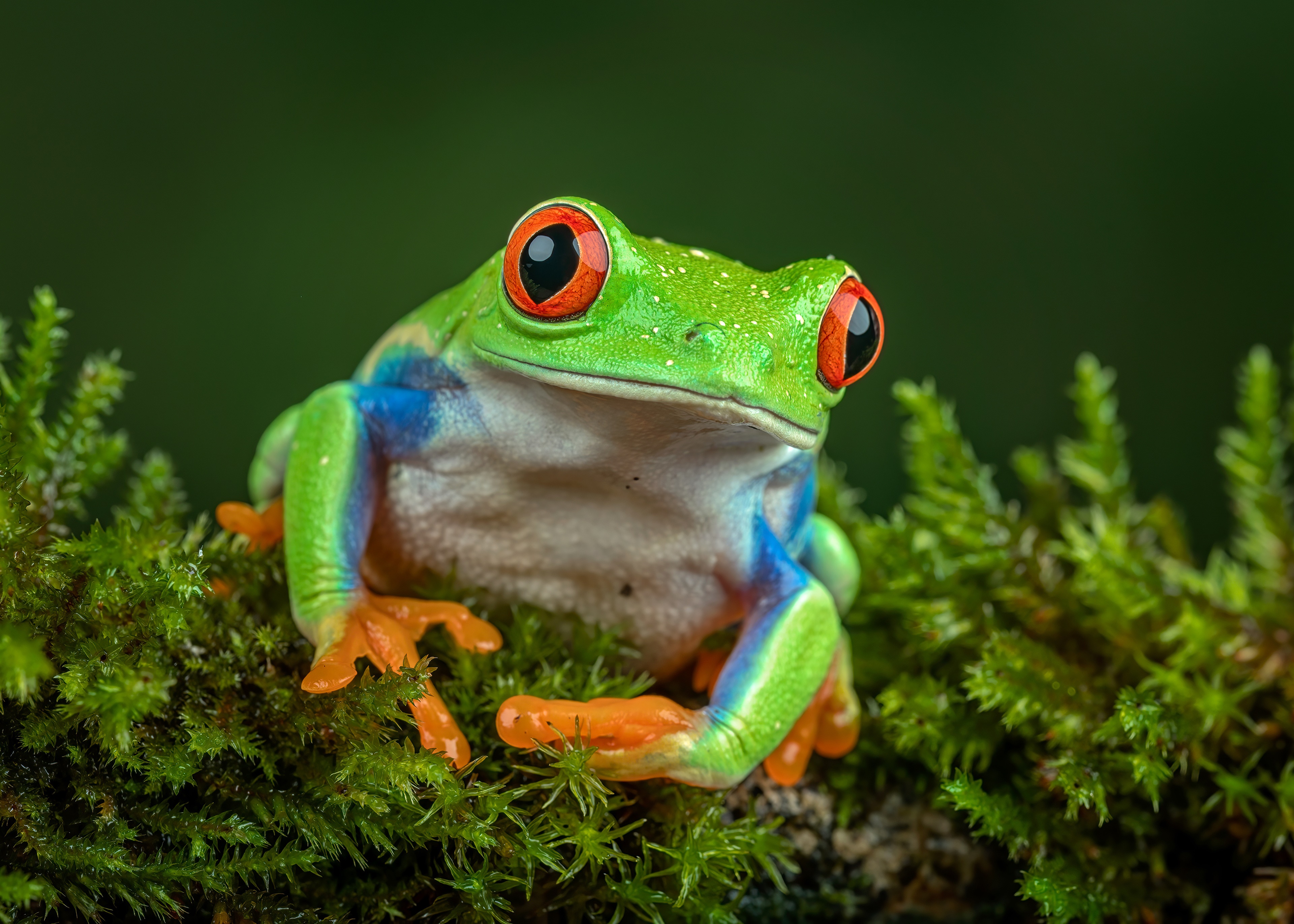 Red Eyed Tree Frog on Moss 4K HD Wallpaper