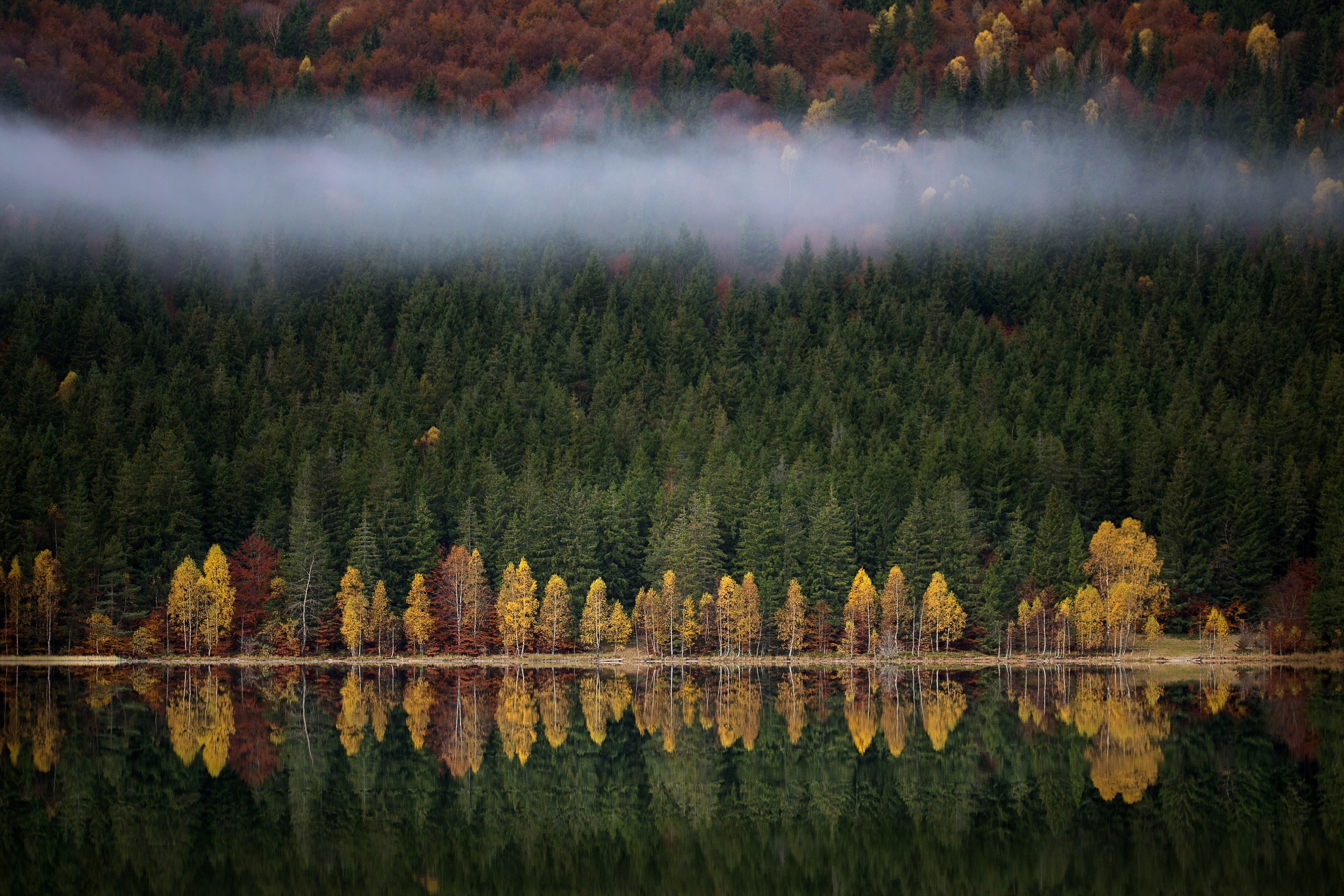 Forest reflection on a lake with mist HD Wallpaper
