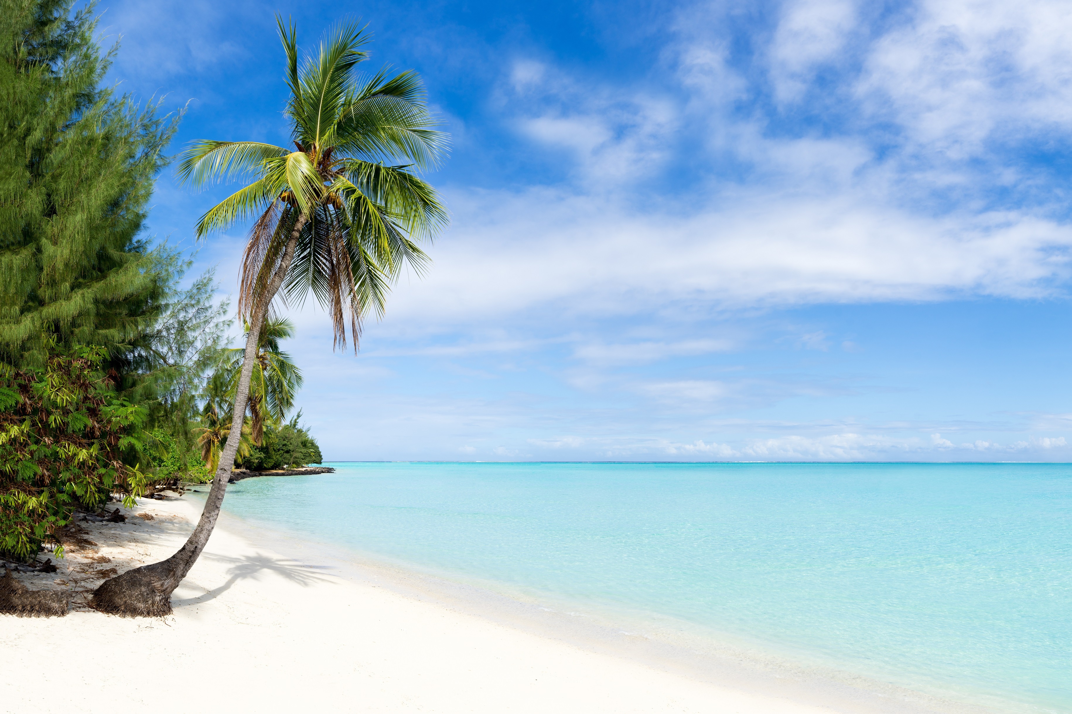 Tropical Beach with Palm Tree and Turquoise Ocean HD Wallpaper