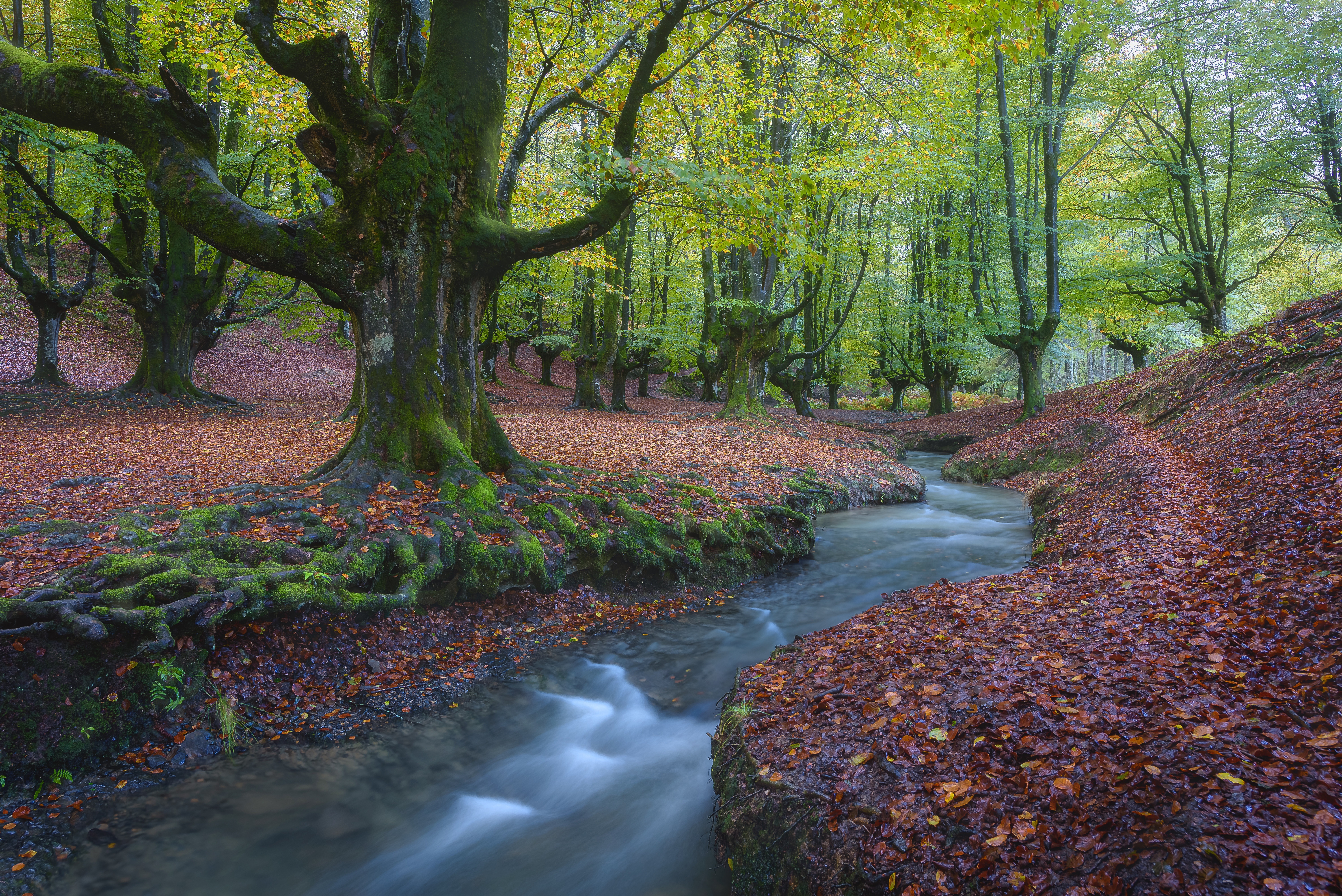 Forest stream with autumn leaves in Basque Country, Spain HD Wallpaper