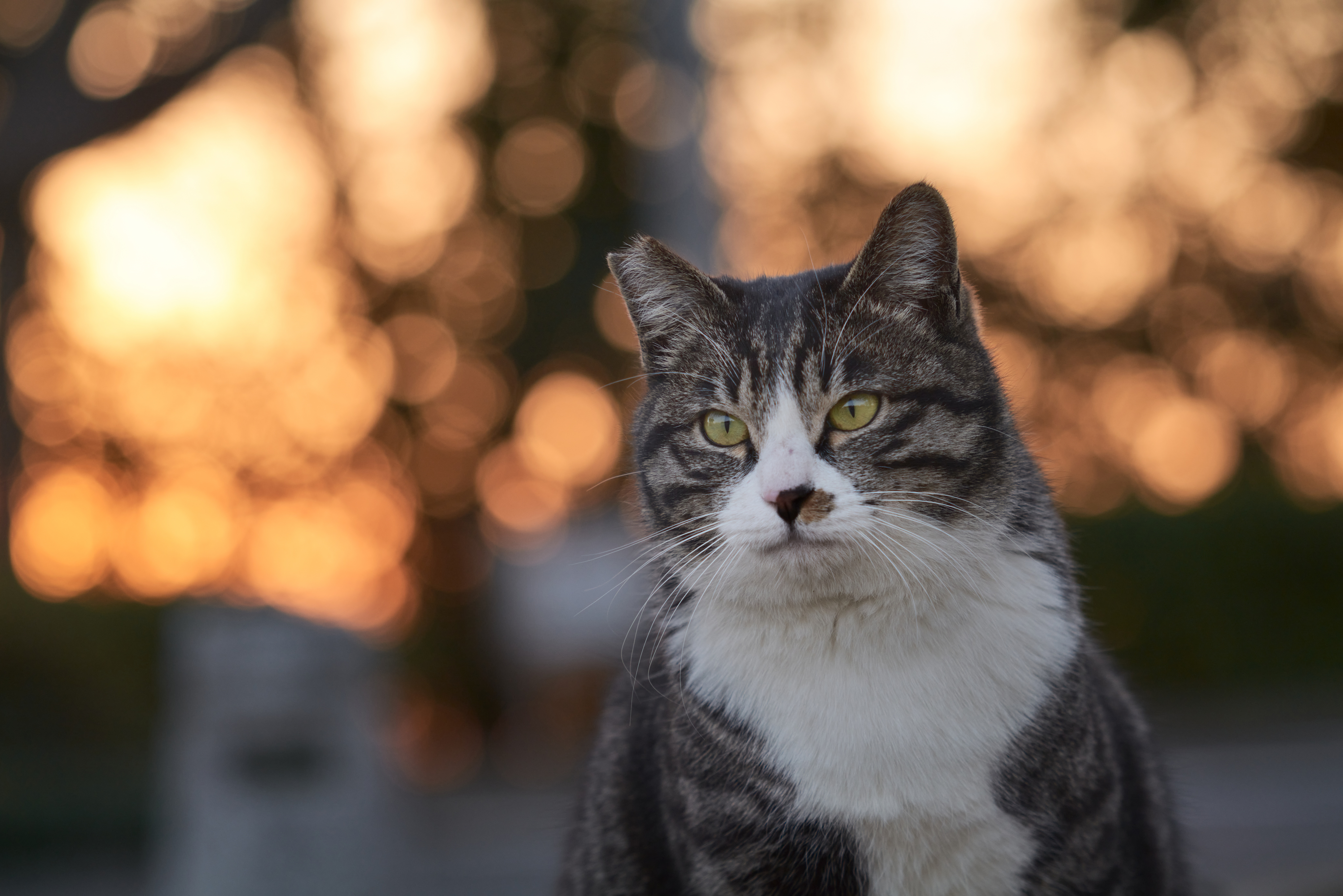 Tabby Cat with Green Eyes HD Wallpaper