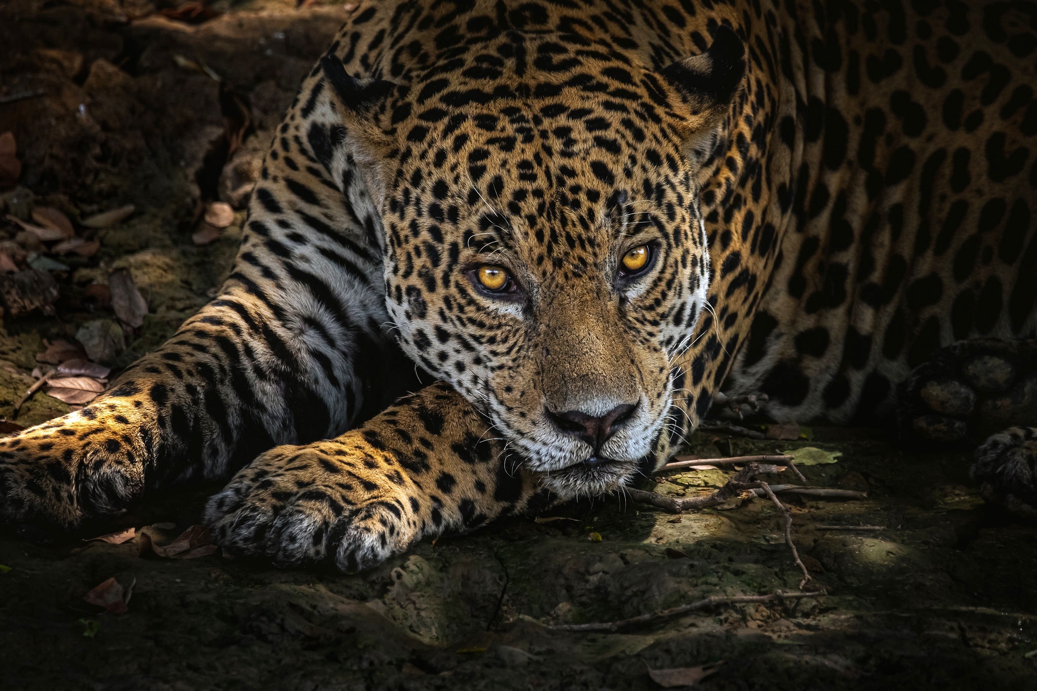 Jaguar lying down with intense stare HD Wallpaper