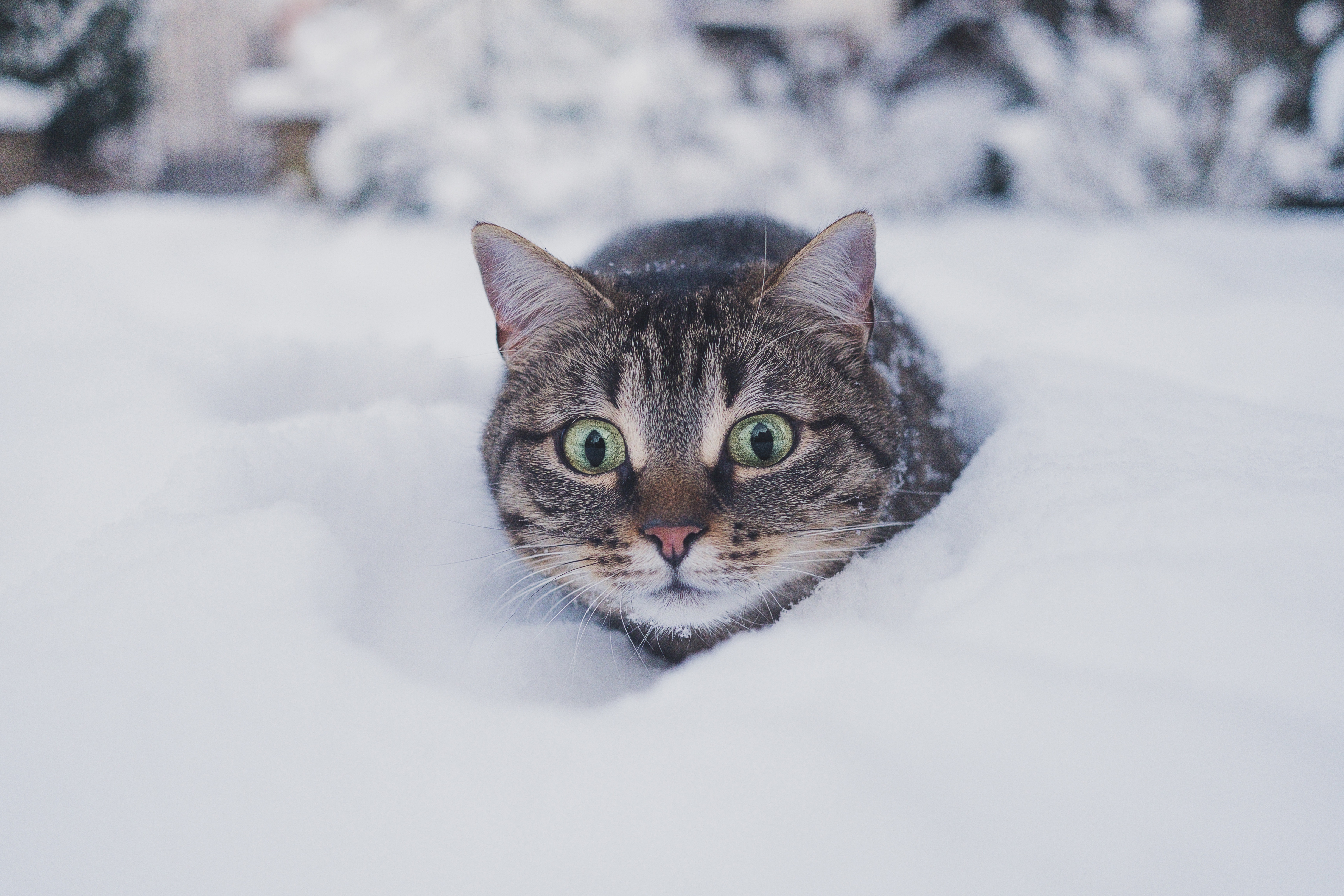 Tabby cat in snow HD Wallpaper