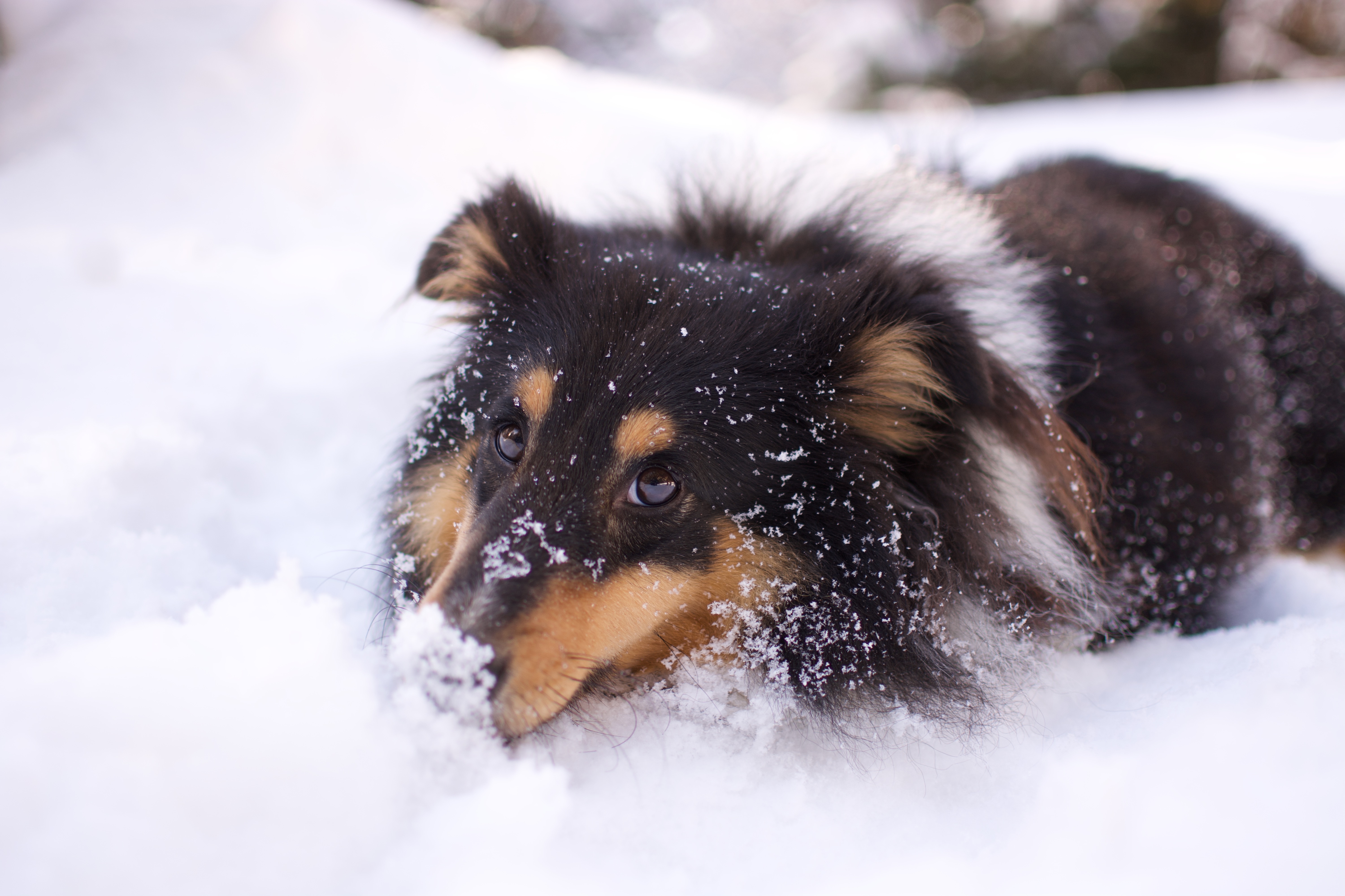 Shetland Sheepdog in the Snow 4K HD Wallpaper