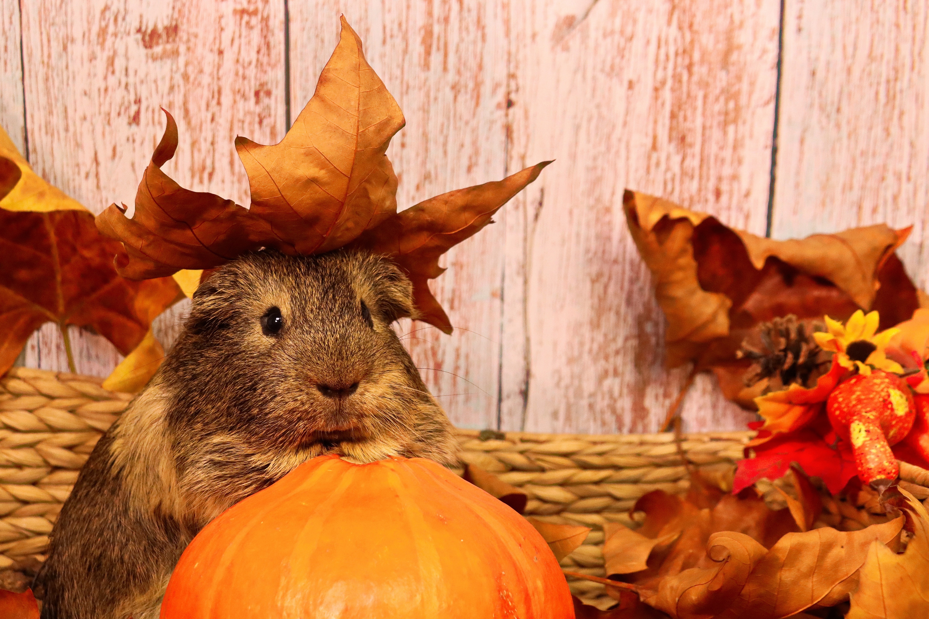 Guinea Pig with Pumpkin and Autumn Leaves 4K HD Wallpaper