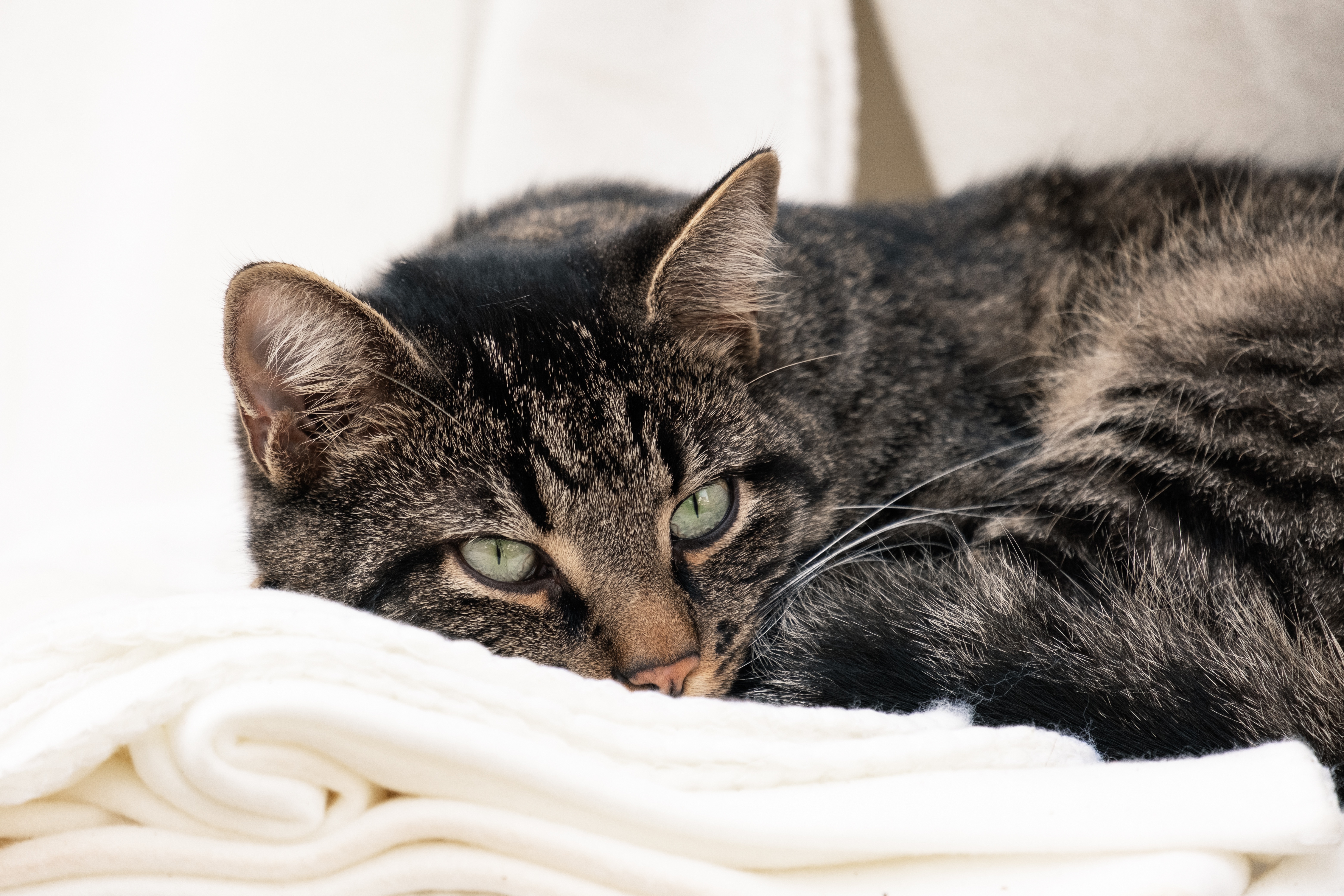 Tabby cat resting on a white blanket HD Wallpaper