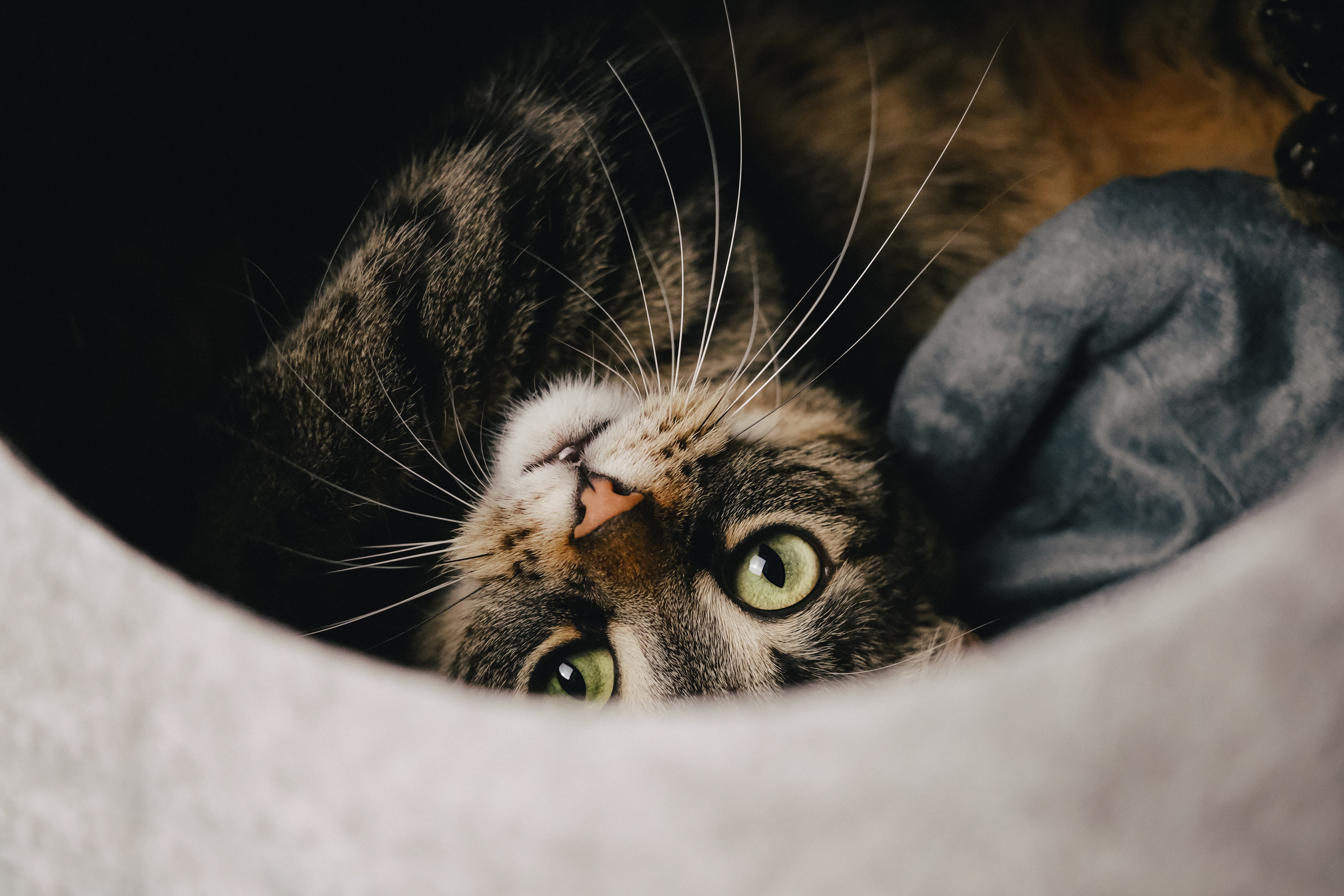 Tabby Cat with Green Eyes in a Cat Bed 4K HD Wallpaper